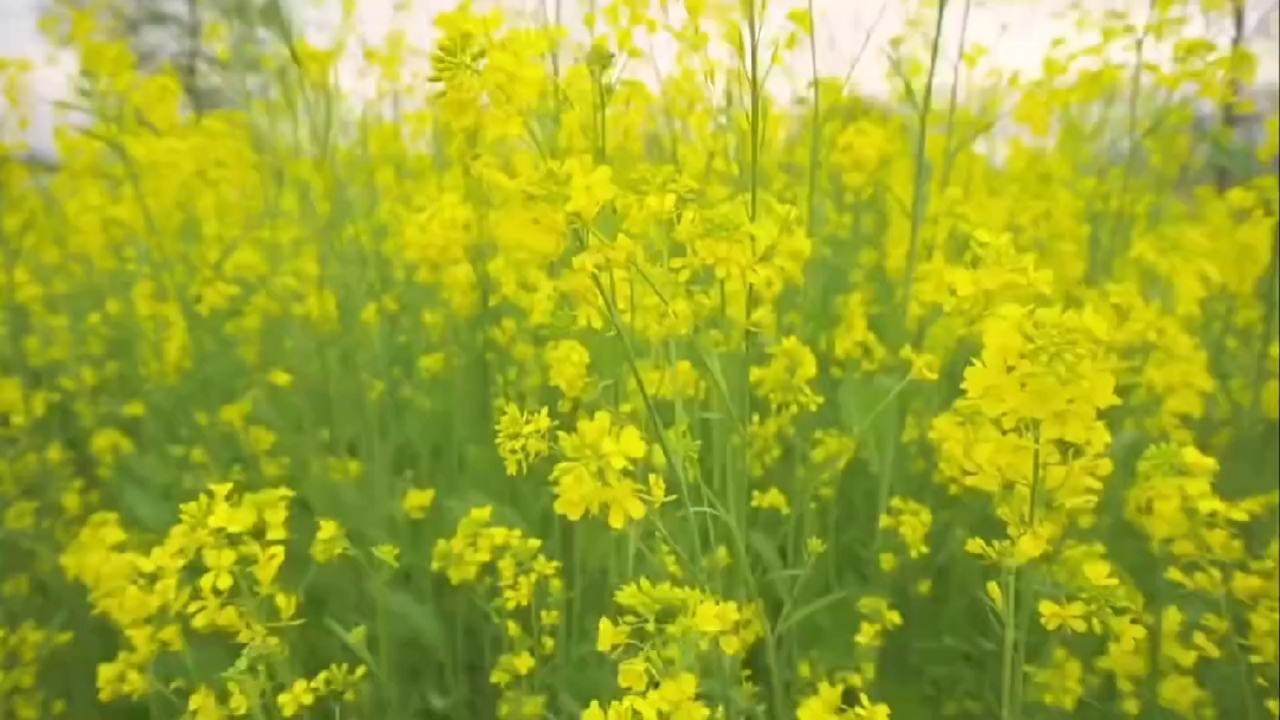 安康市:油菜花,它是什么味道的?