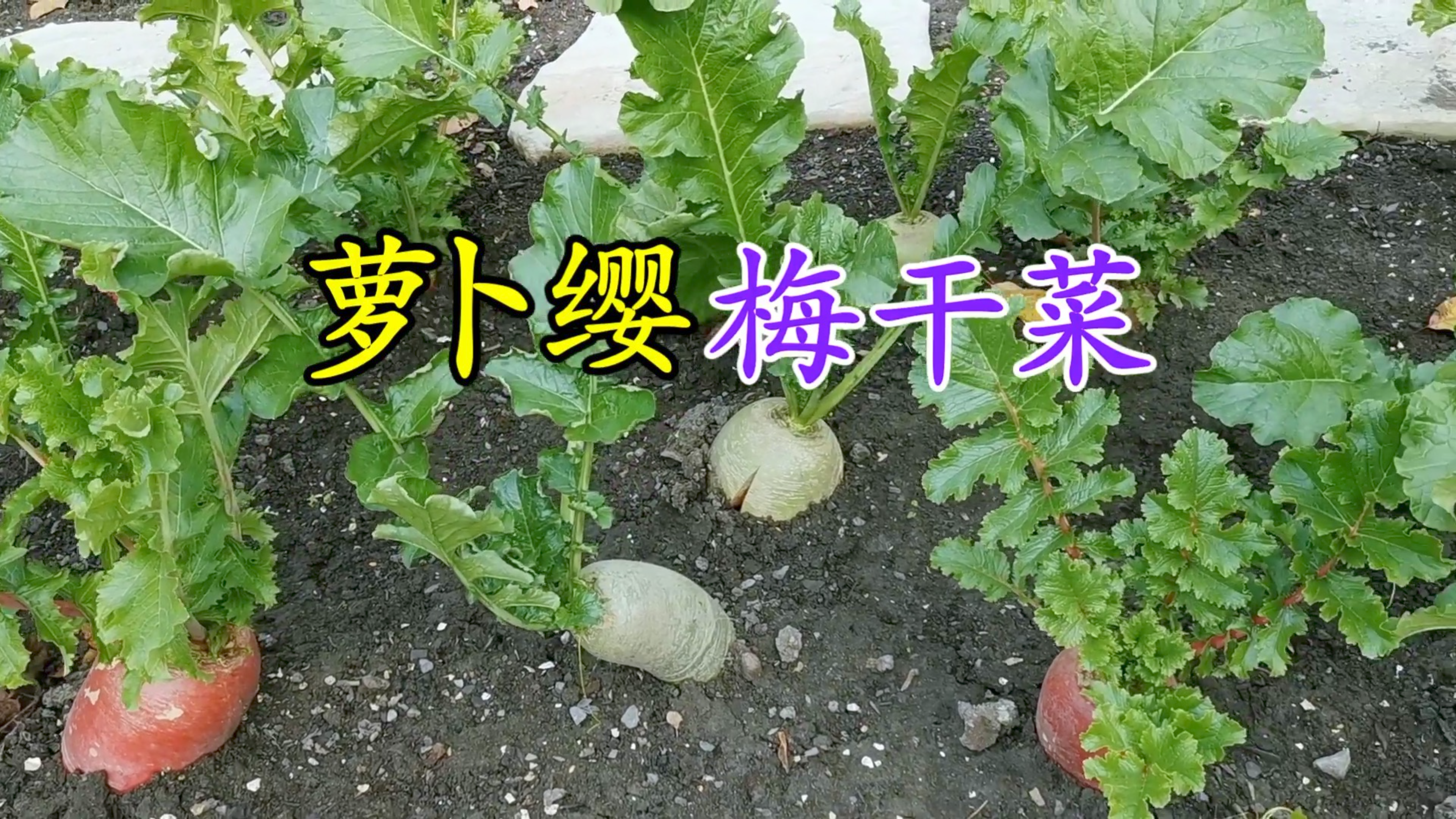 萝卜浑身都是宝 用萝卜缨做成梅干菜好的不得了