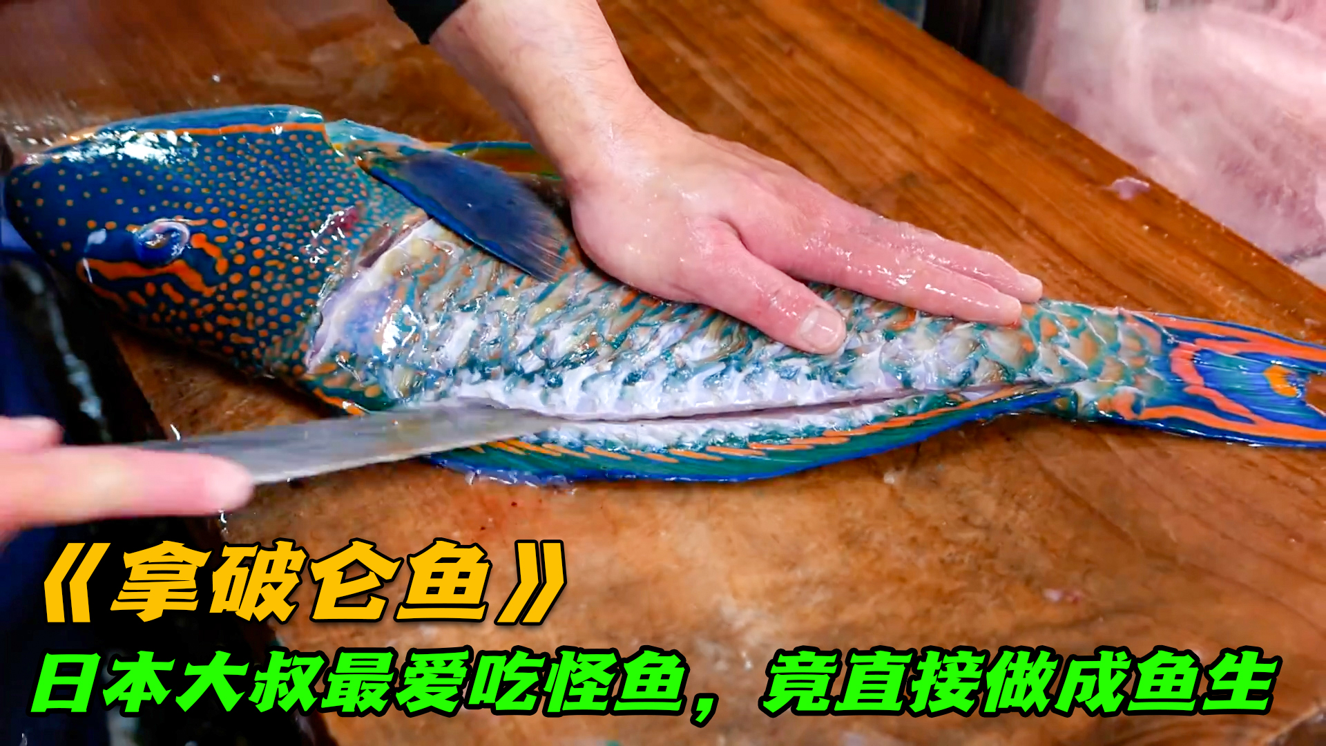 日本大叔最爱吃怪鱼,深海才有的拿破仑鱼,直接做成鱼生