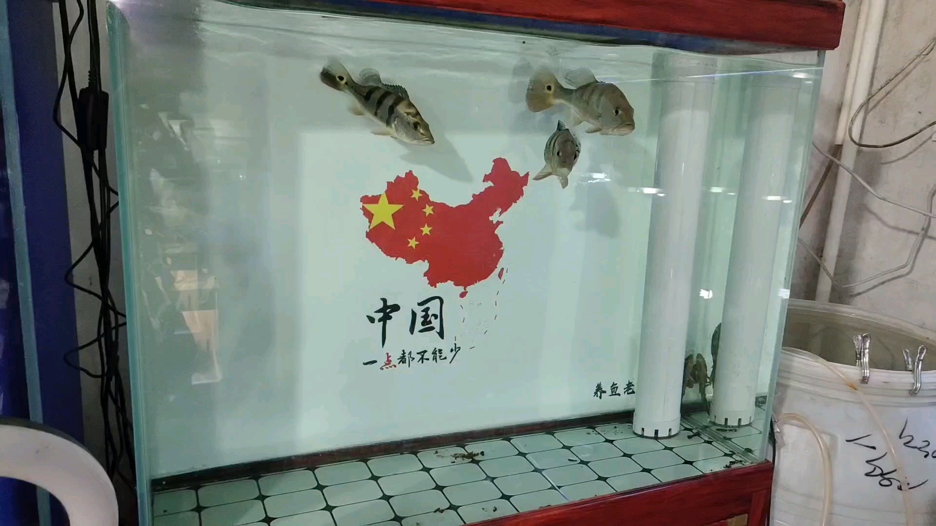 买了一袋子小草金,挨个鱼缸分点,快喂不起了咋办?