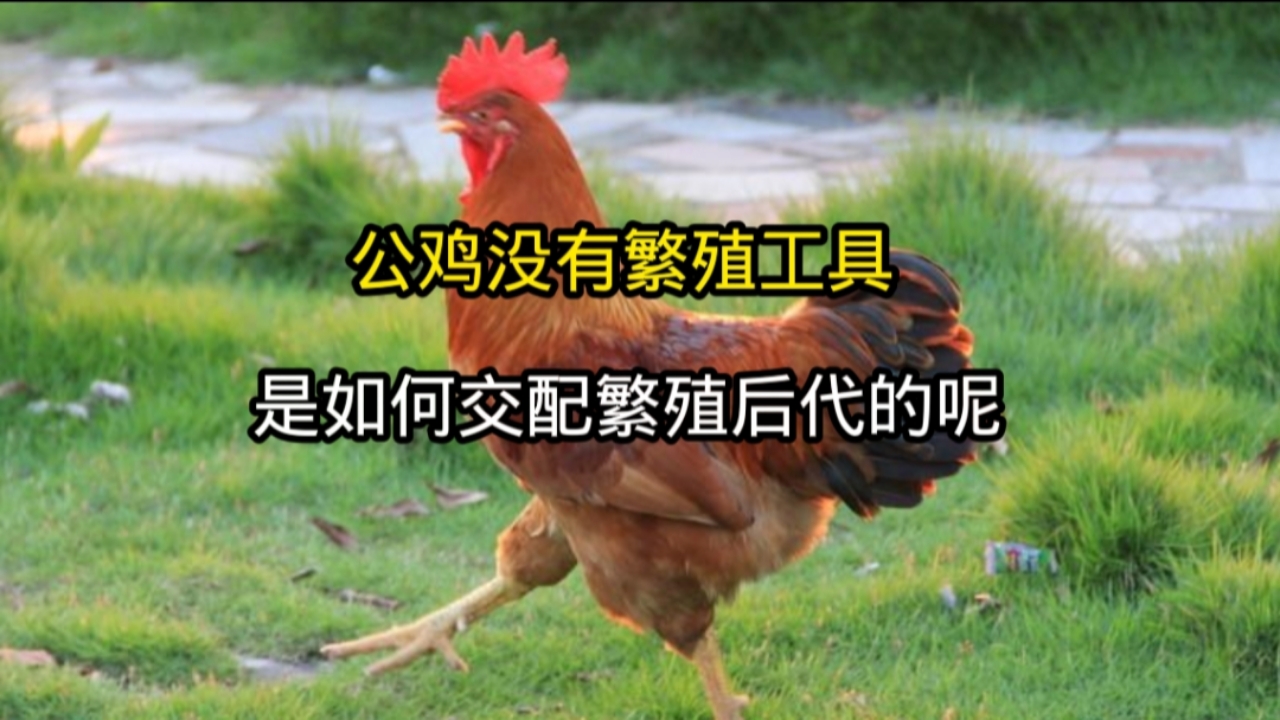 公鸡没有繁殖工具,是如何交配繁殖后代的呢