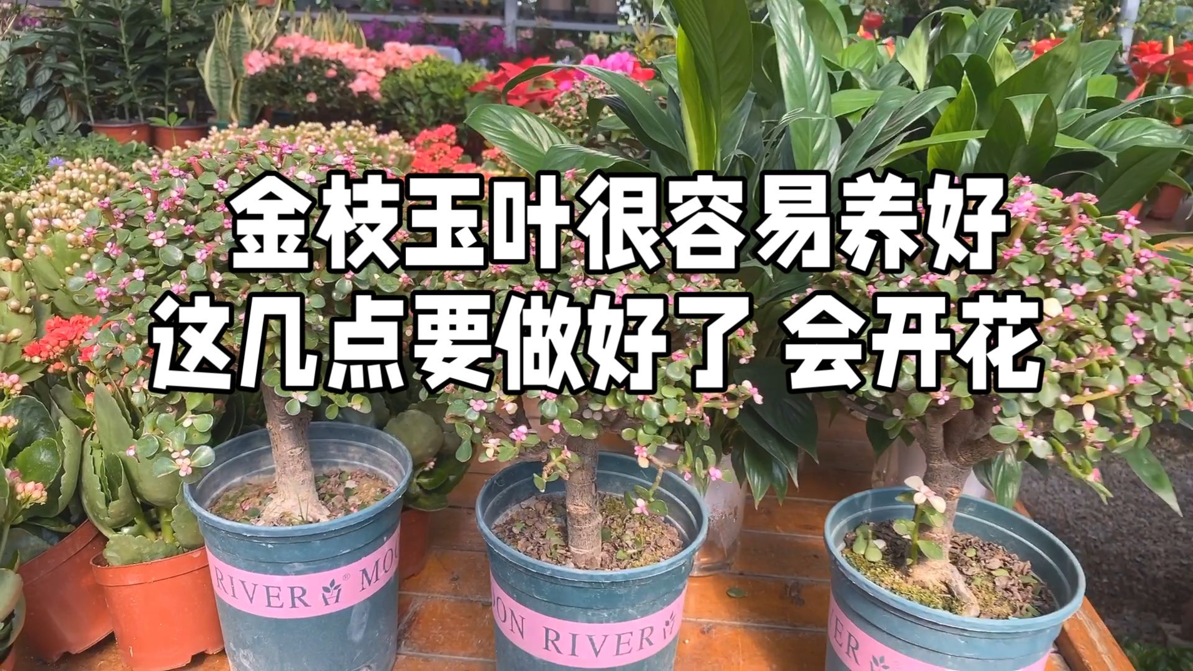 金枝玉叶很容易养好 这几点要做好了 会开花