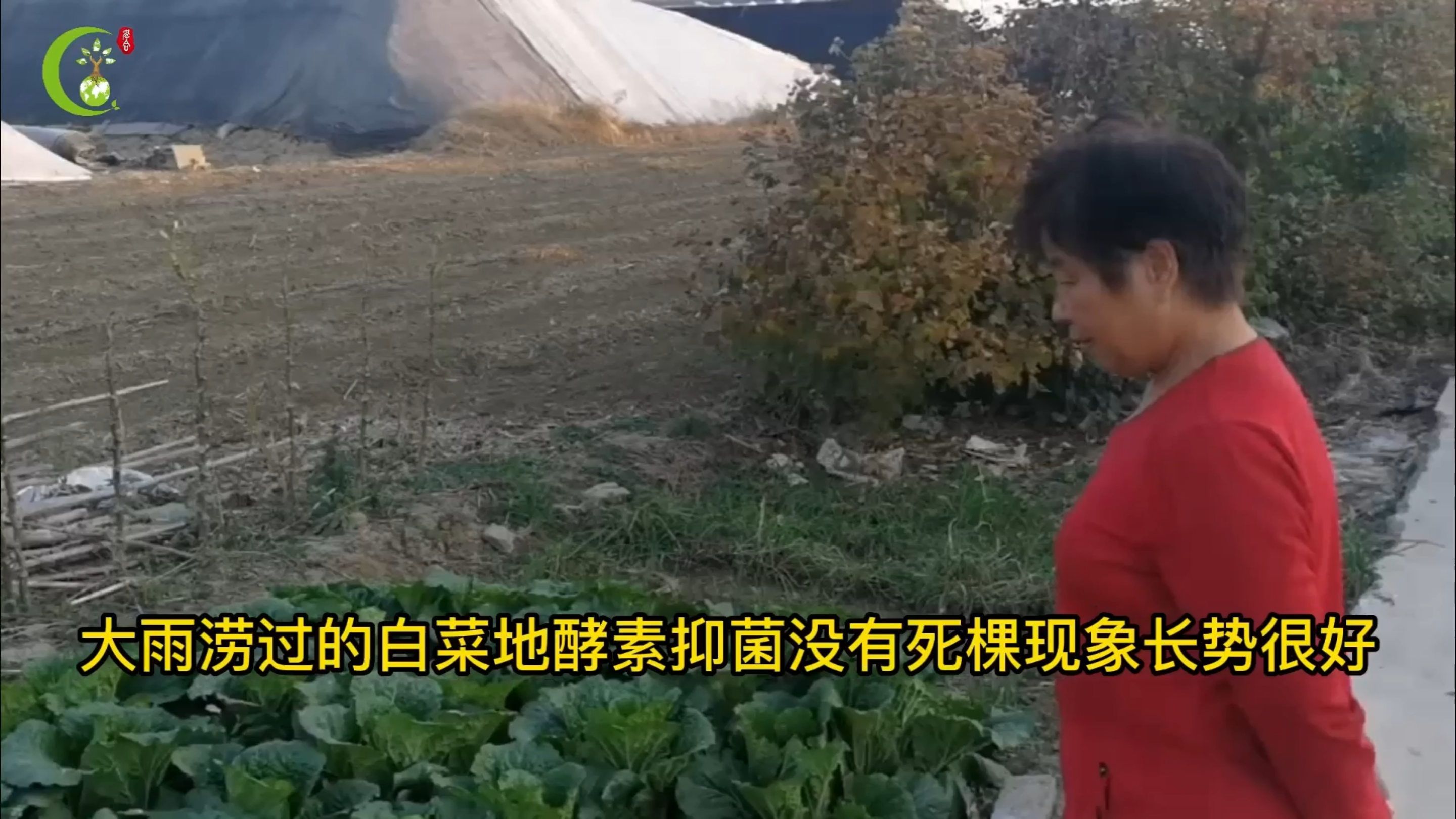 大雨涝过的白菜地酵素抑菌没有死棵现象长势很好