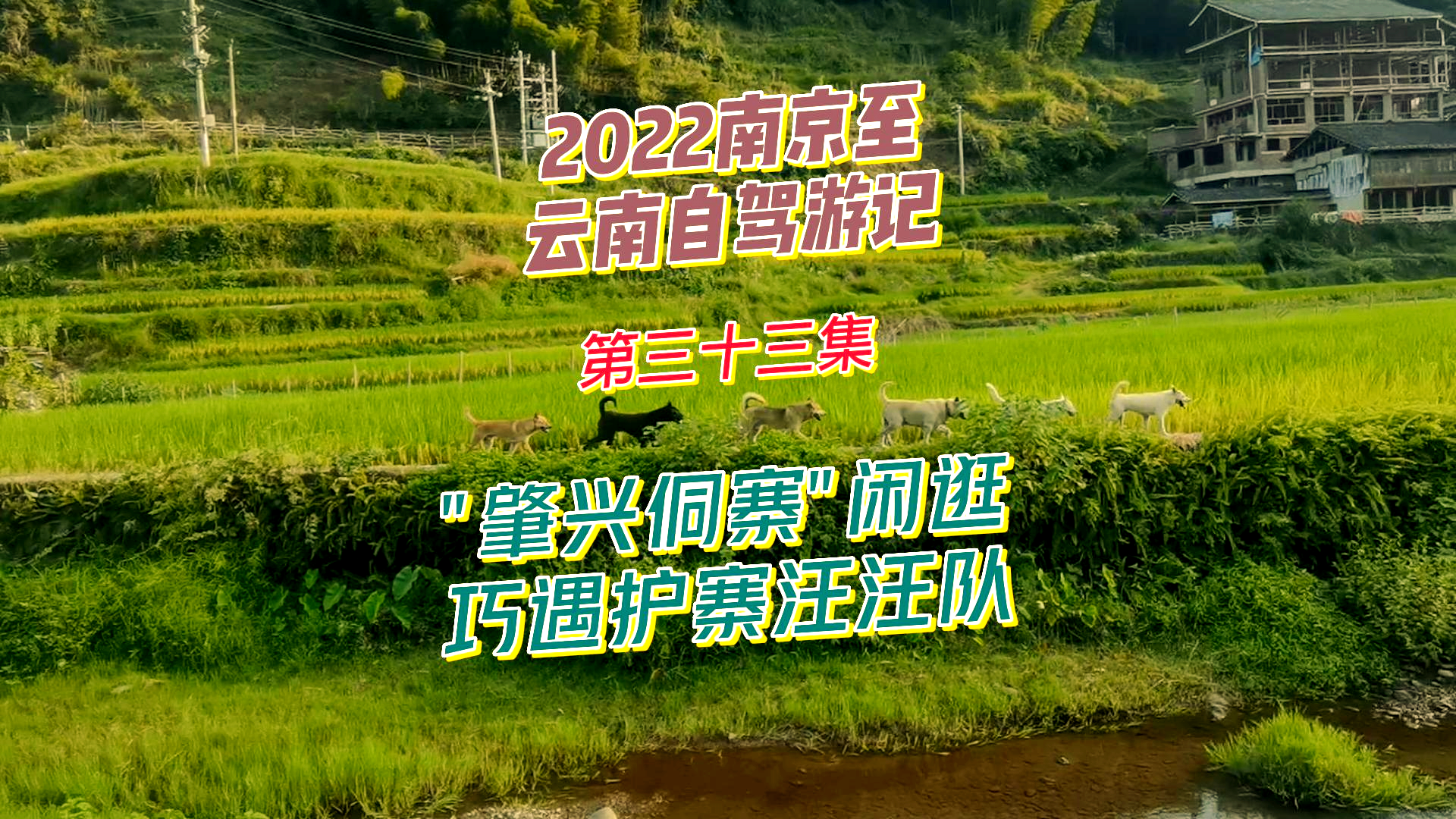2022南京至云南自驾游记 第三十三集 肇兴侗寨闲逛巧遇护寨汪汪队