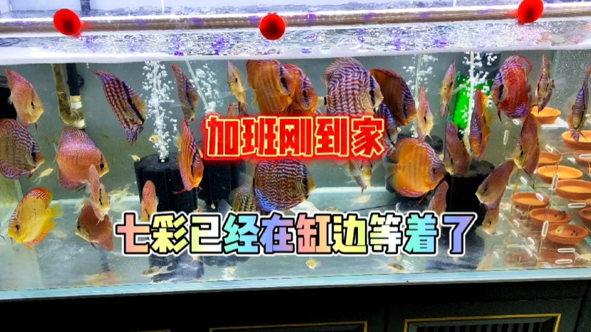 加班刚到家,七彩神仙鱼已经在鱼缸边上等着我了!牛心汉堡安排上