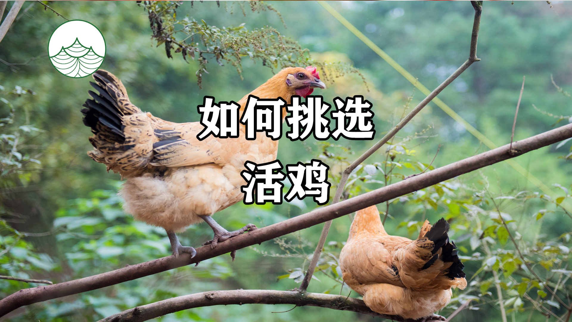 一招教你如何挑选活鸡