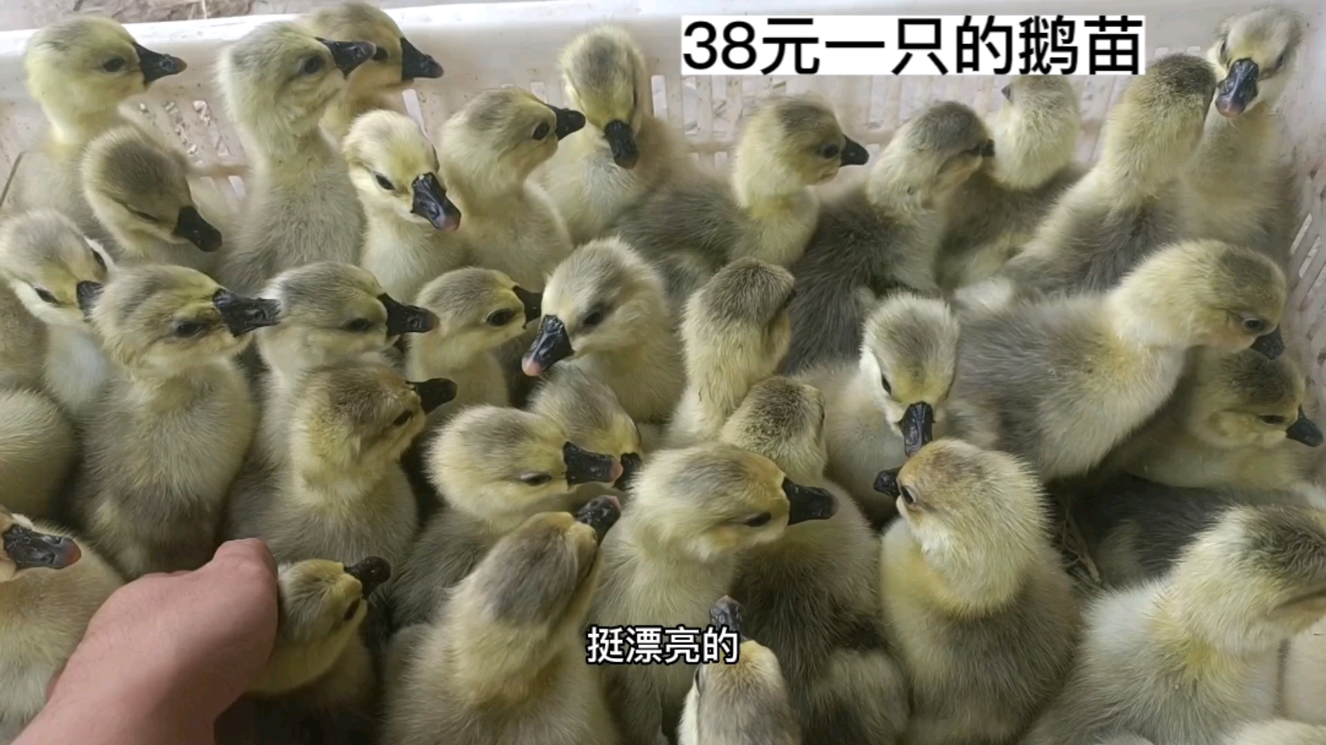 市场38元一只的狮头鹅挺大个的太便宜了,大品种鹅养90天能长16斤