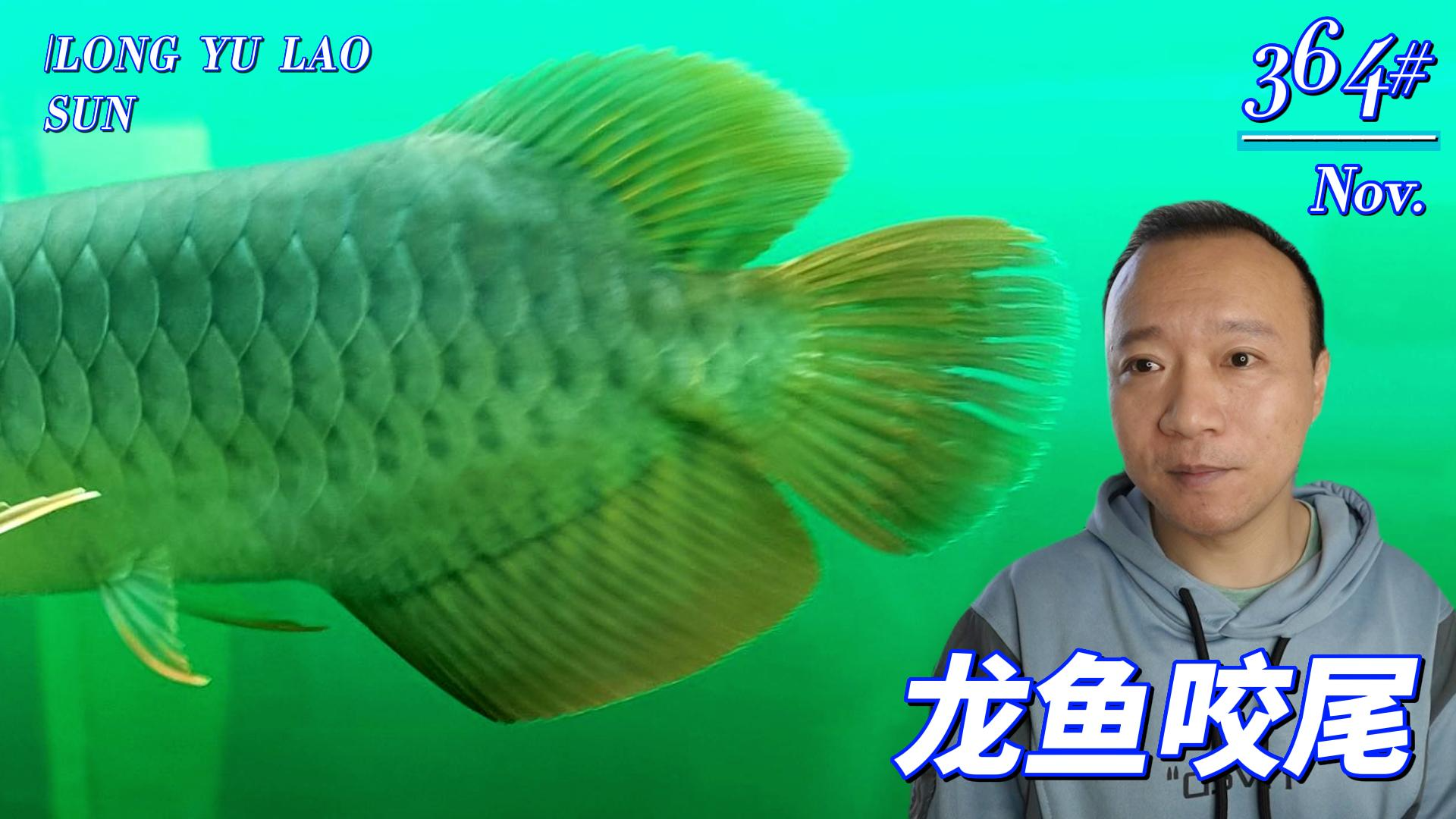 364号 龙鱼咬尾的深层原因