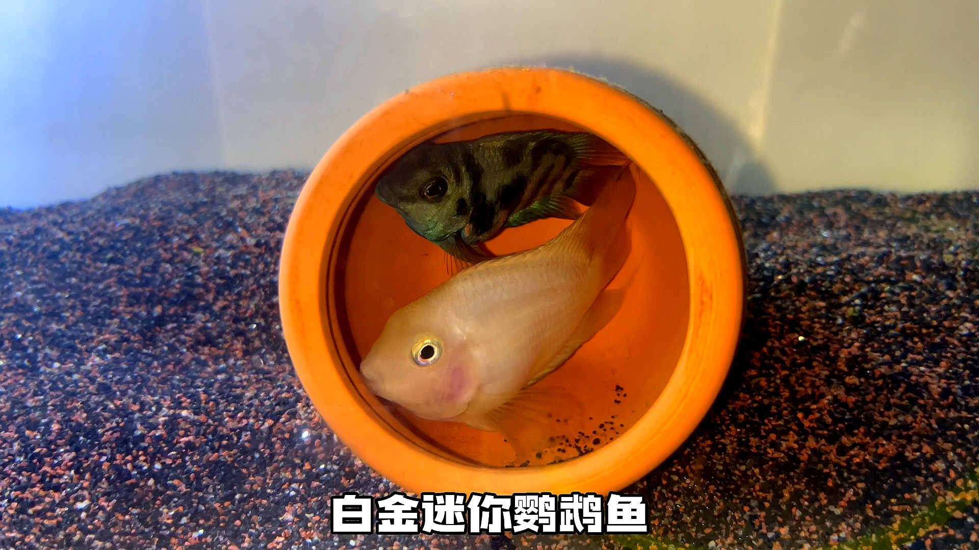 揭秘:白金迷你鹦鹉鱼和宝蓝迷你鹦鹉鱼,孵出来的小鱼到底什么样