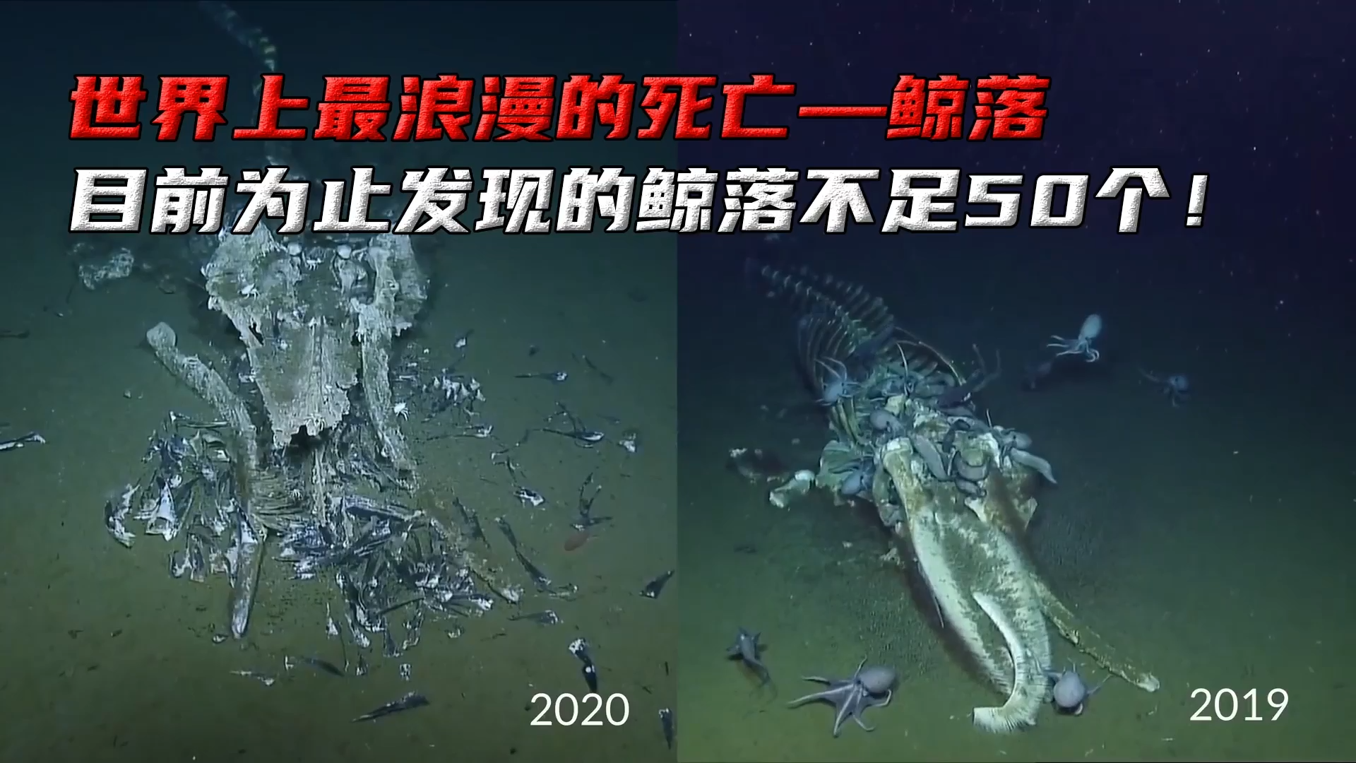 世界上最浪漫的死亡--鲸落,目前为止发现的鲸落不足50个!