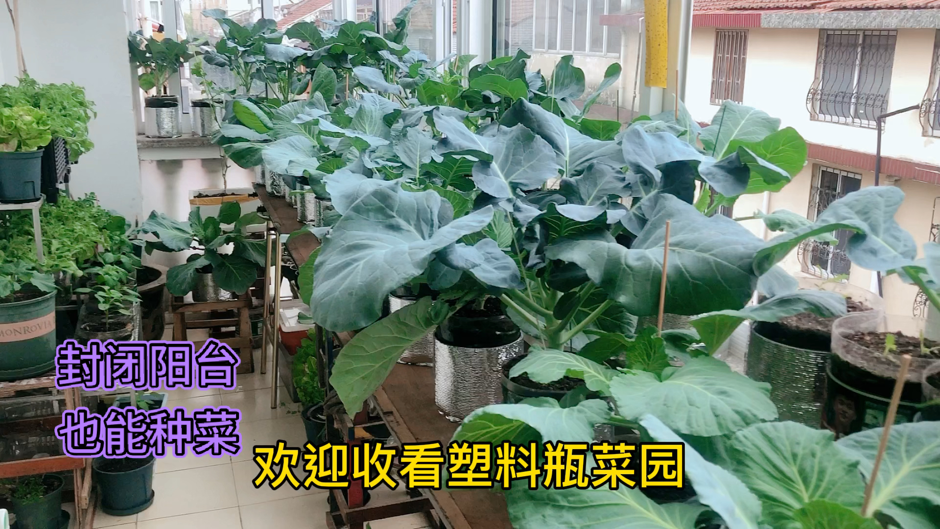 100多个塑料瓶阳台种菜,满足种菜自由每天都有新鲜蔬菜吃
