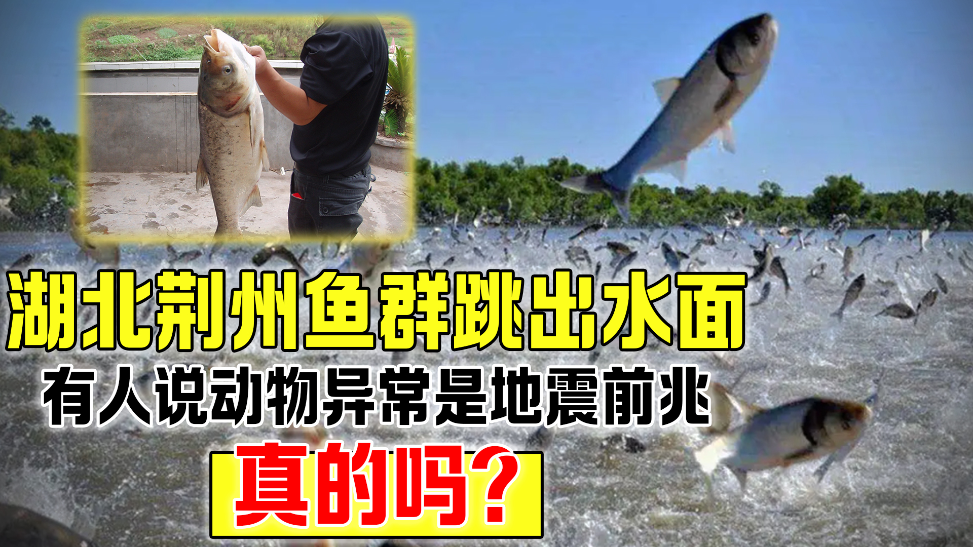 湖北荆州鱼群跳出水面,有人说动物异常是地震前兆,真的吗?