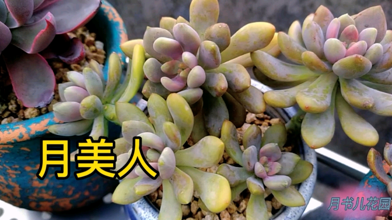 这些经典的冷门多肉值得拥有,胜在皮实,露养也亳无压力