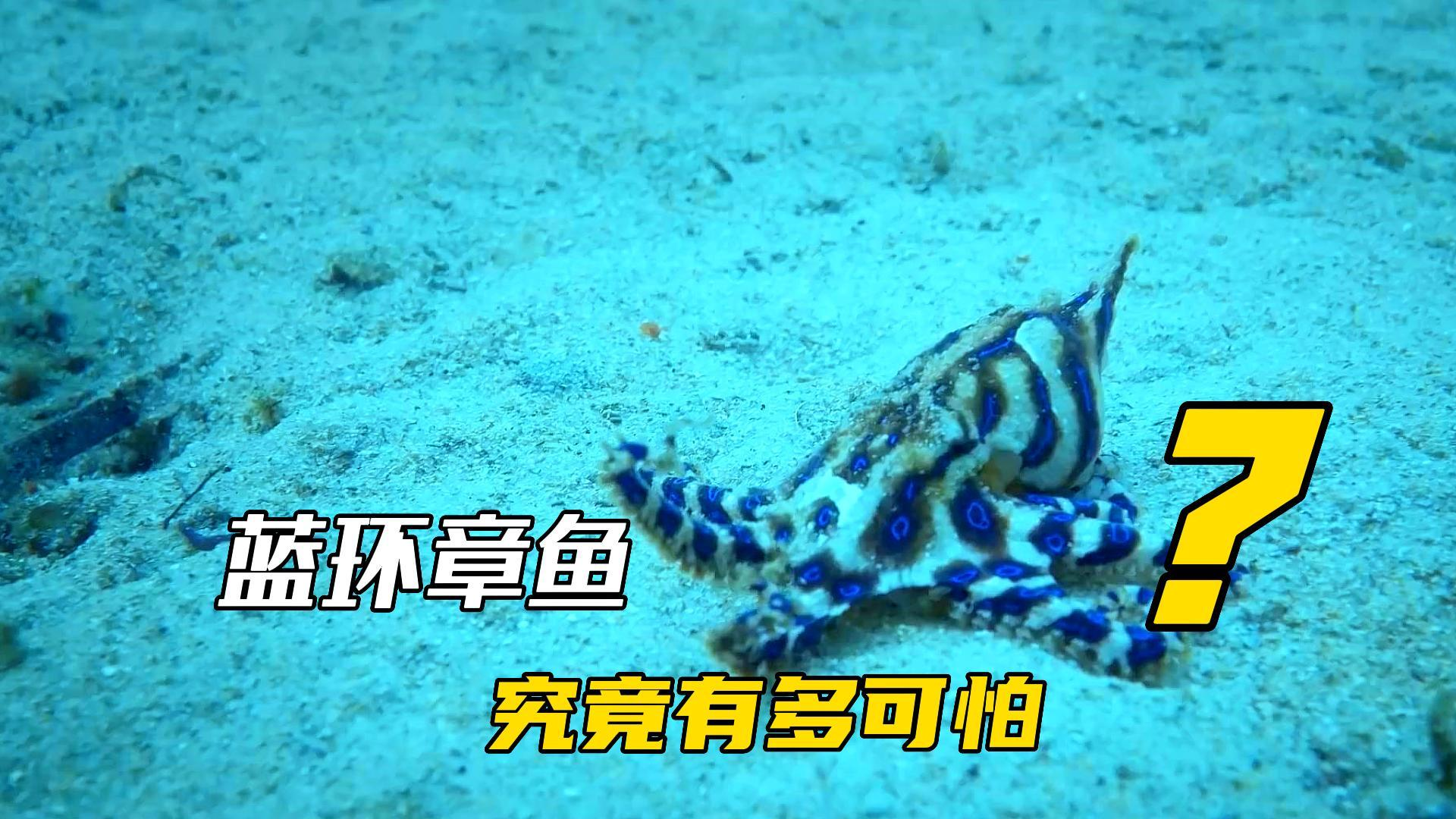蓝环章鱼究竟有多可怕?咬上一口就能把人送走.毒素至今无药可解。