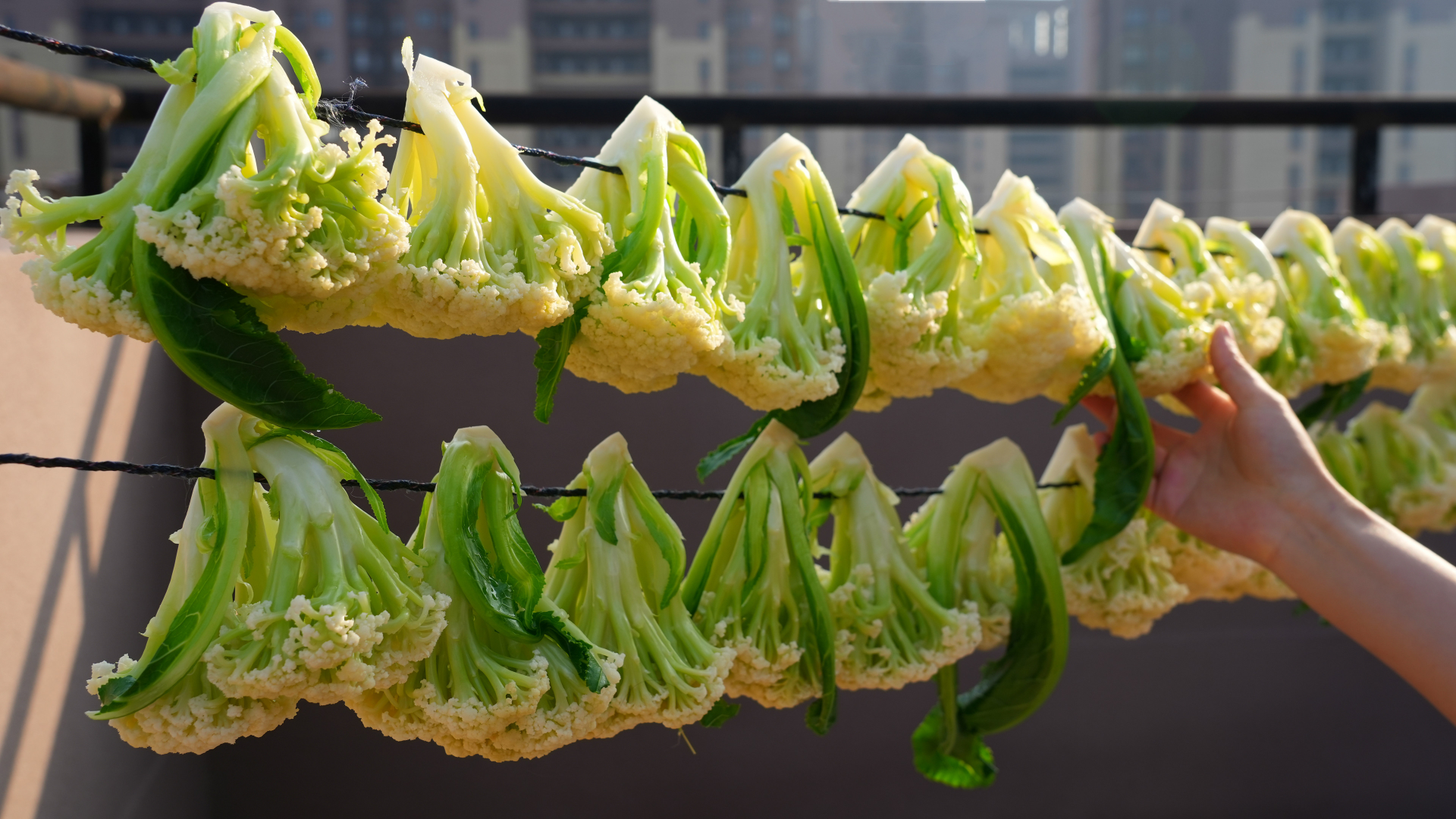 吃不完的菜花,晒一晒,没想到这么好吃,用来炖肉、包包子太香了