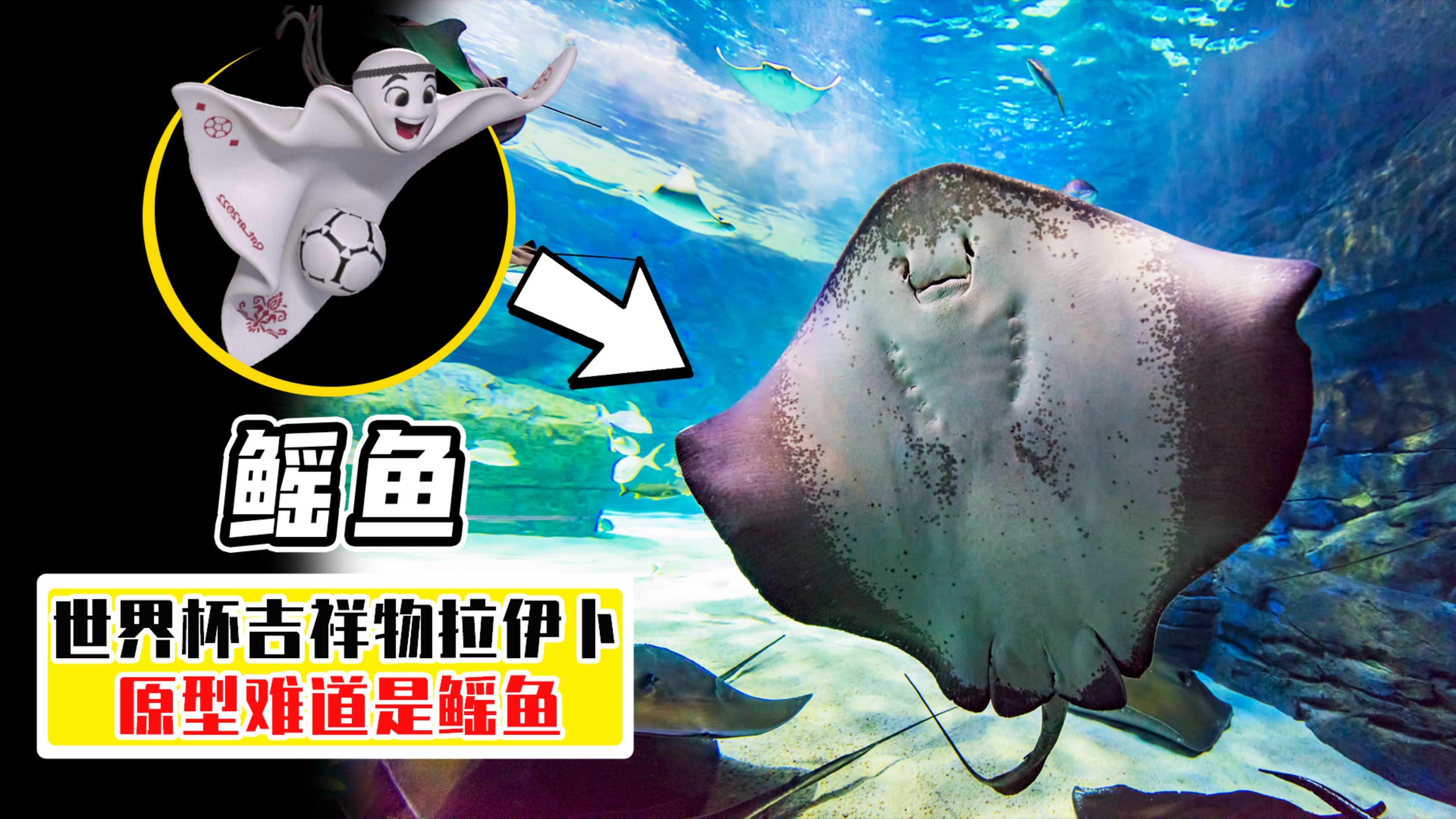 世界杯吉祥物原型?体长8米身带剧毒,挠它还会学人类大笑?