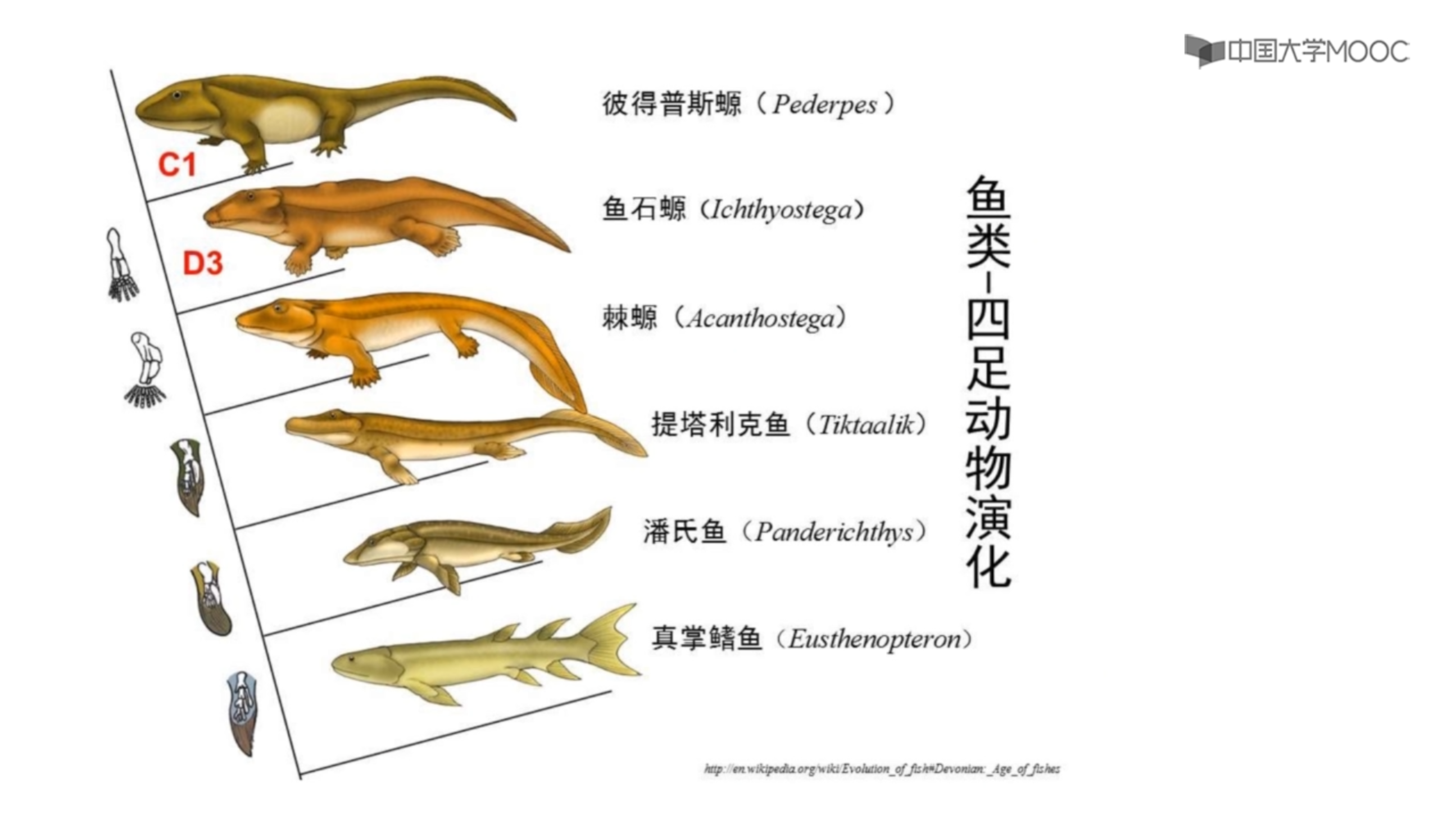 地史学_晚古生代的地史_晚古生代两栖动物起源_科普视频