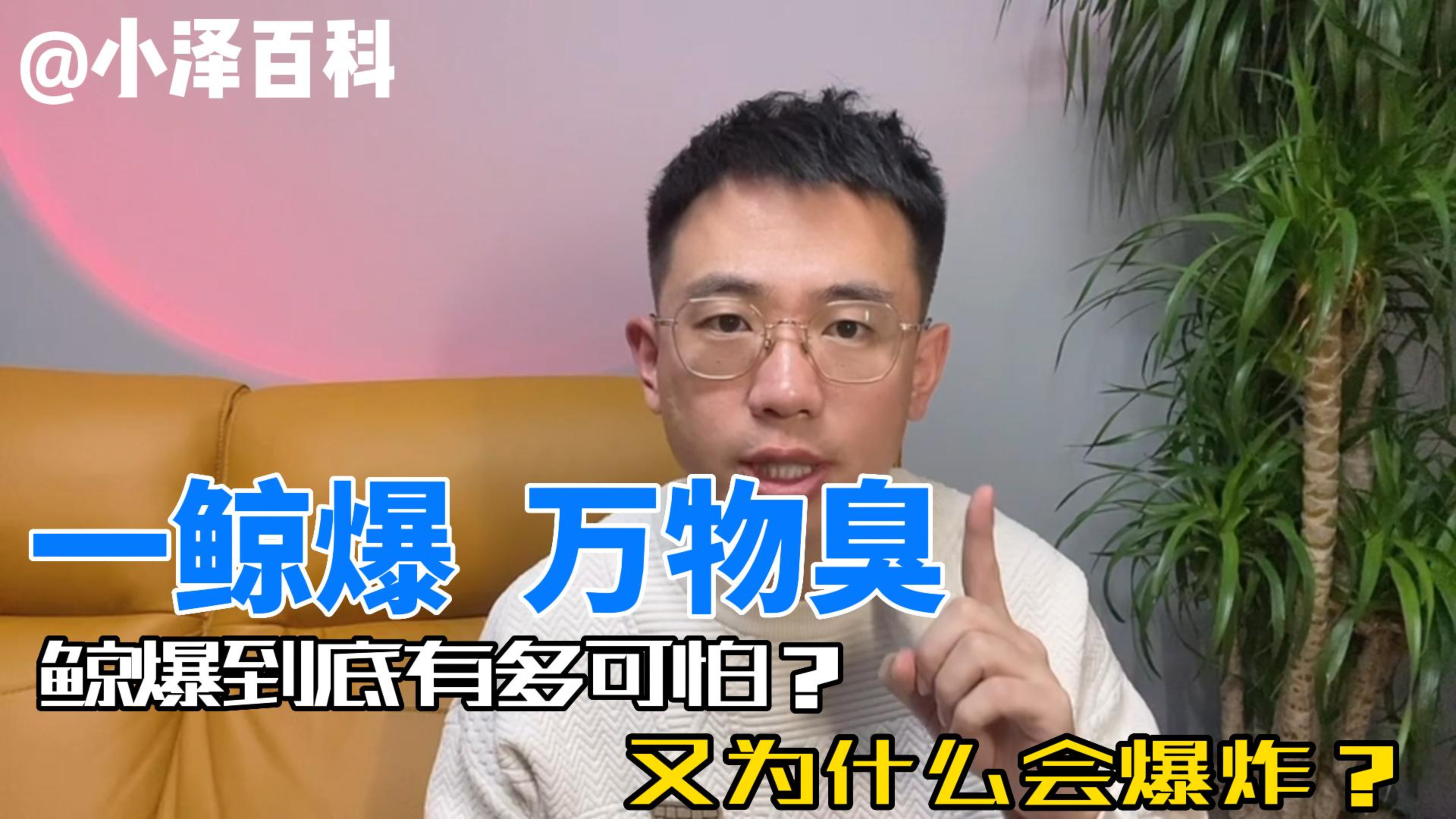 鲸爆到底有多可怕?死去鲸鱼为什么会爆炸?背后原因是什么?