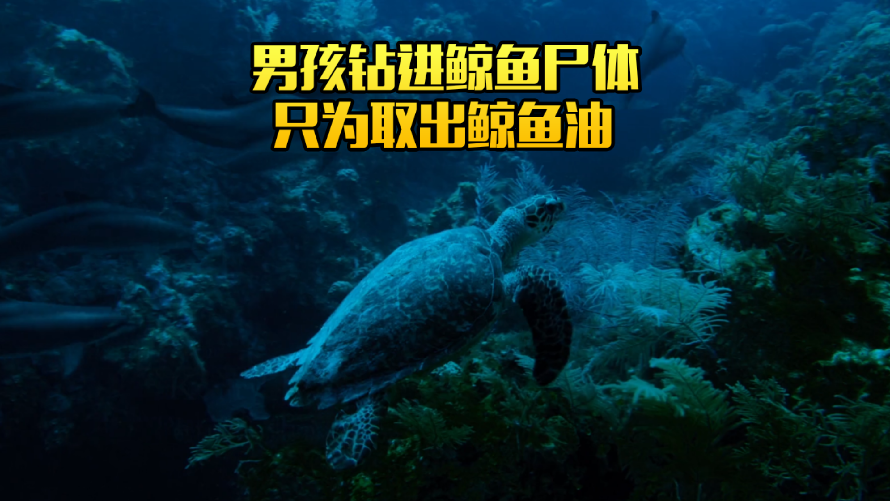 男孩钻进鲸鱼身体,竟然只为取出鲸鱼油!