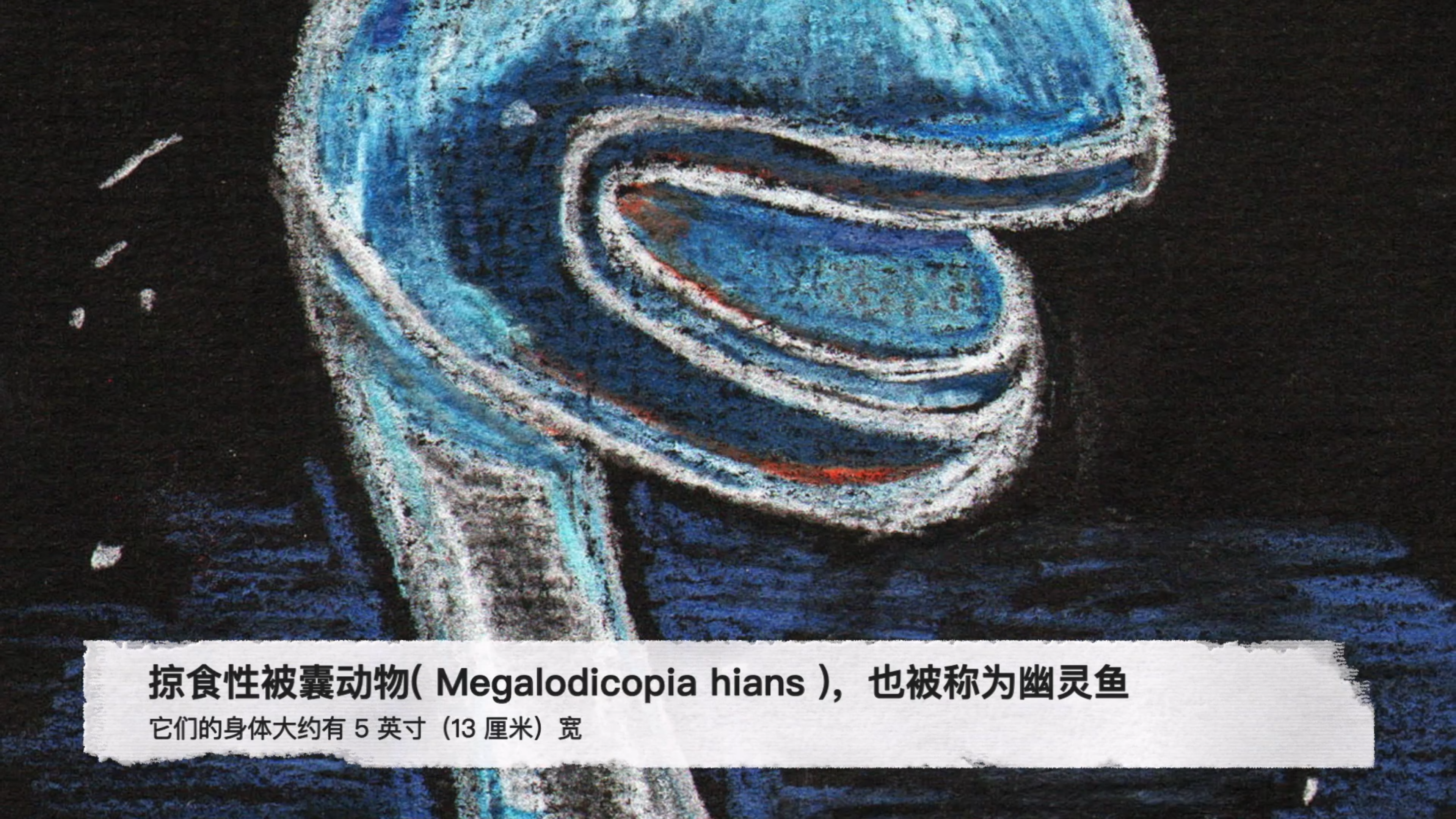 你不知道的海洋动物,幽灵鱼