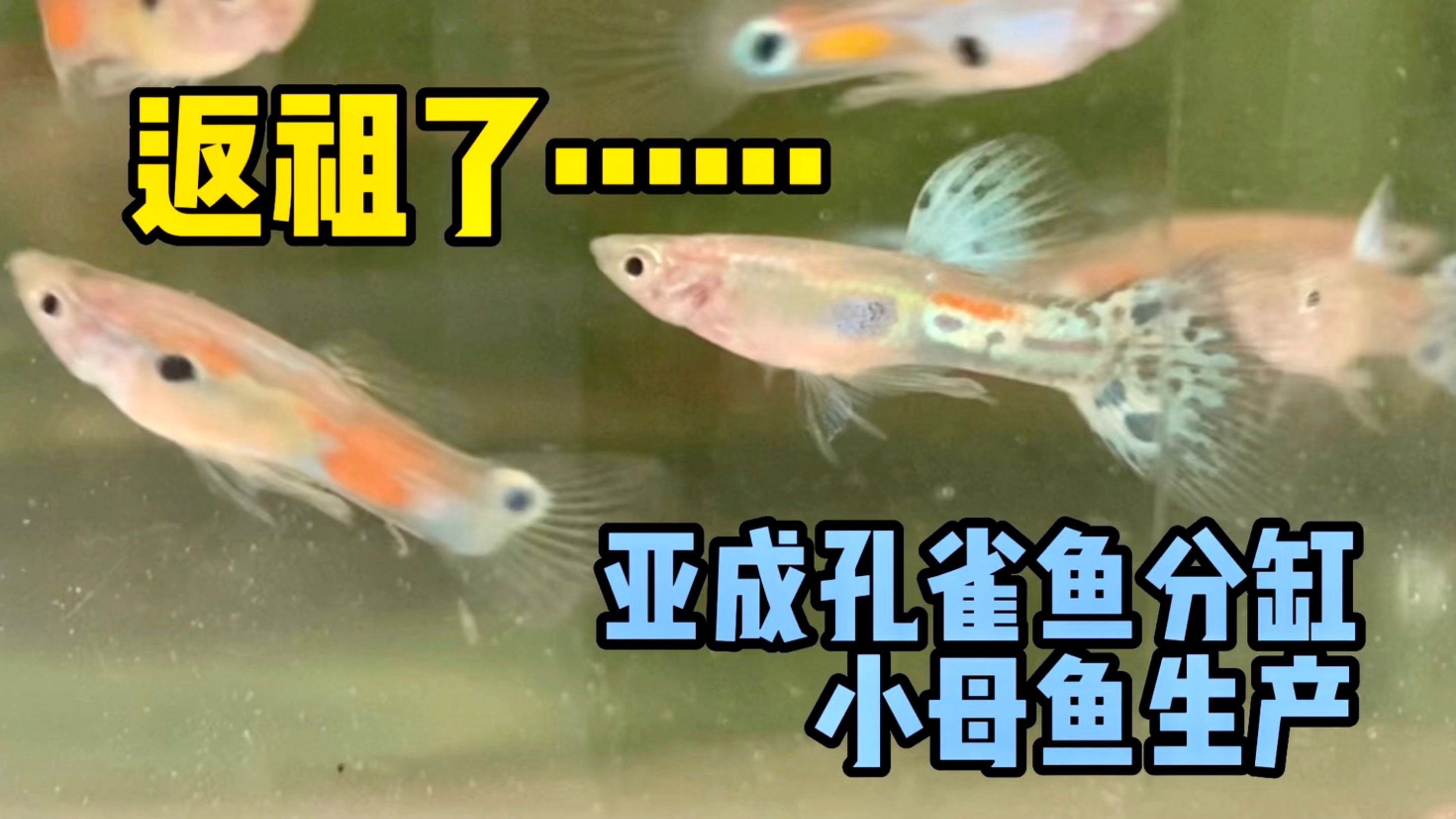 孔雀鱼几代后出现野生鱼;亚成鱼分缸;小母鱼生产