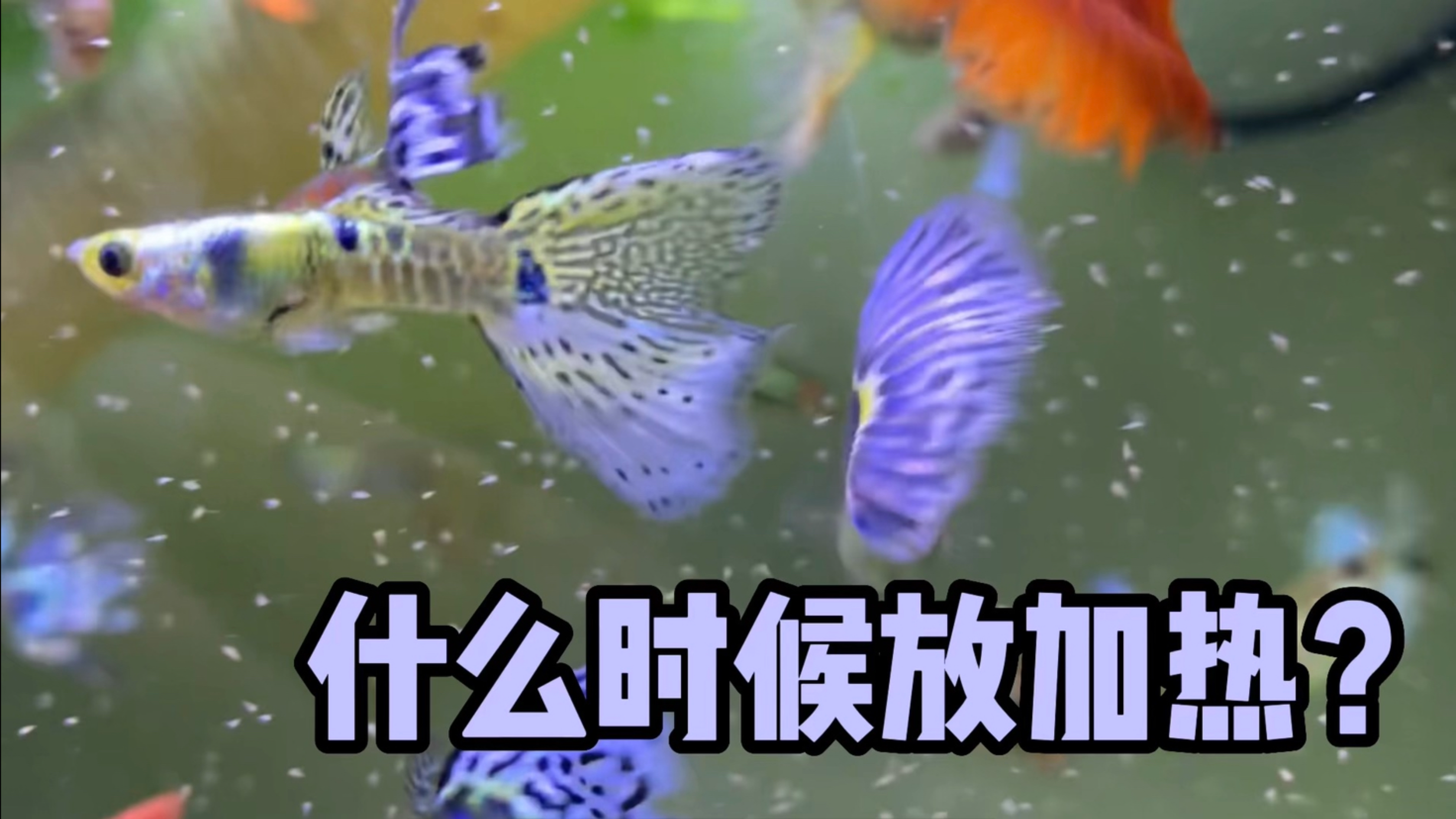 北方养孔雀鱼,加热放晚了损失惨重;一个发晚了的视频