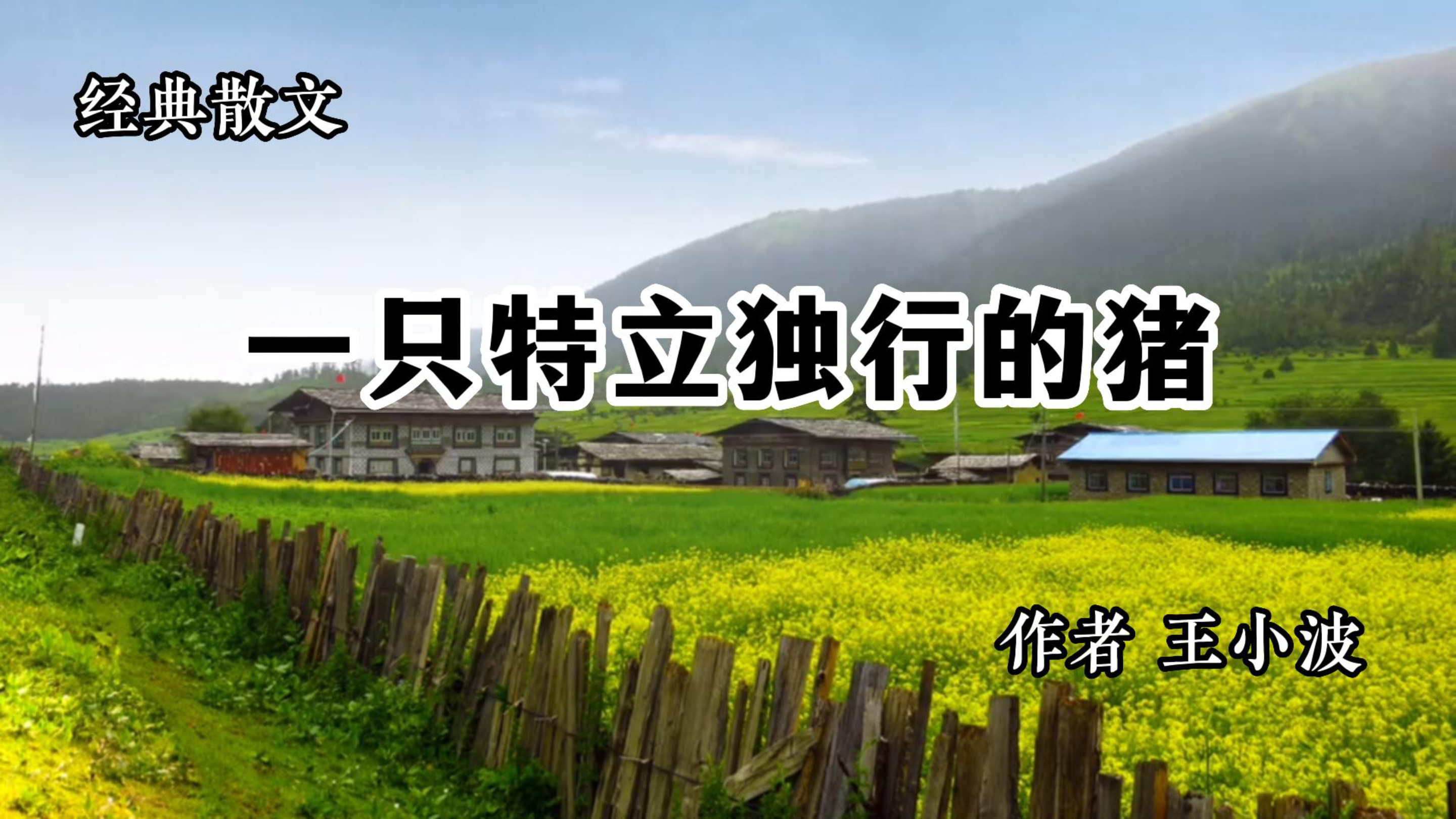 经典散文 《一只特立独行的猪》 作者 王小波