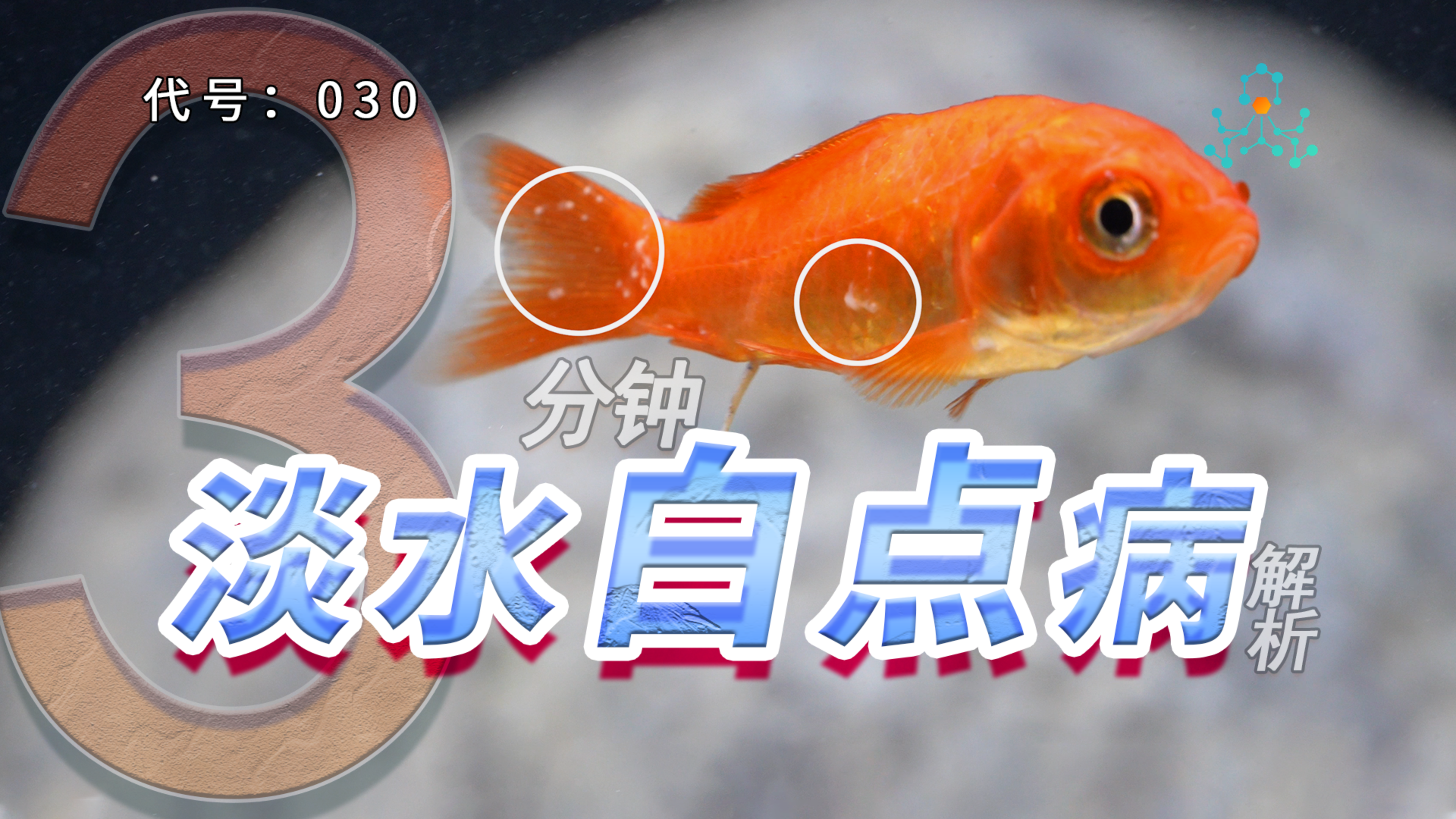 秋冬季观赏鱼常见病-白点病 | 是怎么来的?病源又是什么?
