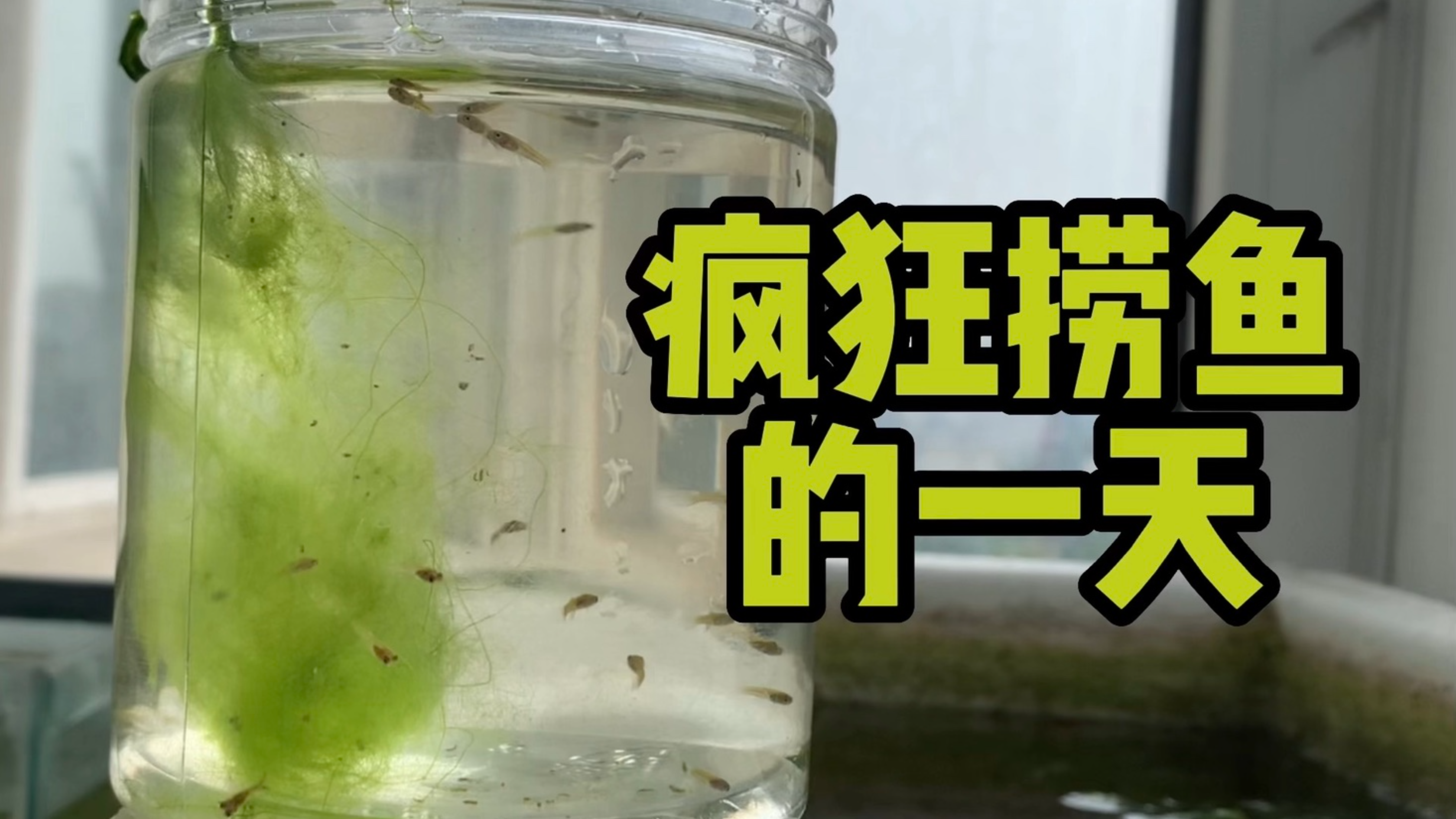 孔雀鱼疯狂生产 捞小鱼苗乐趣多