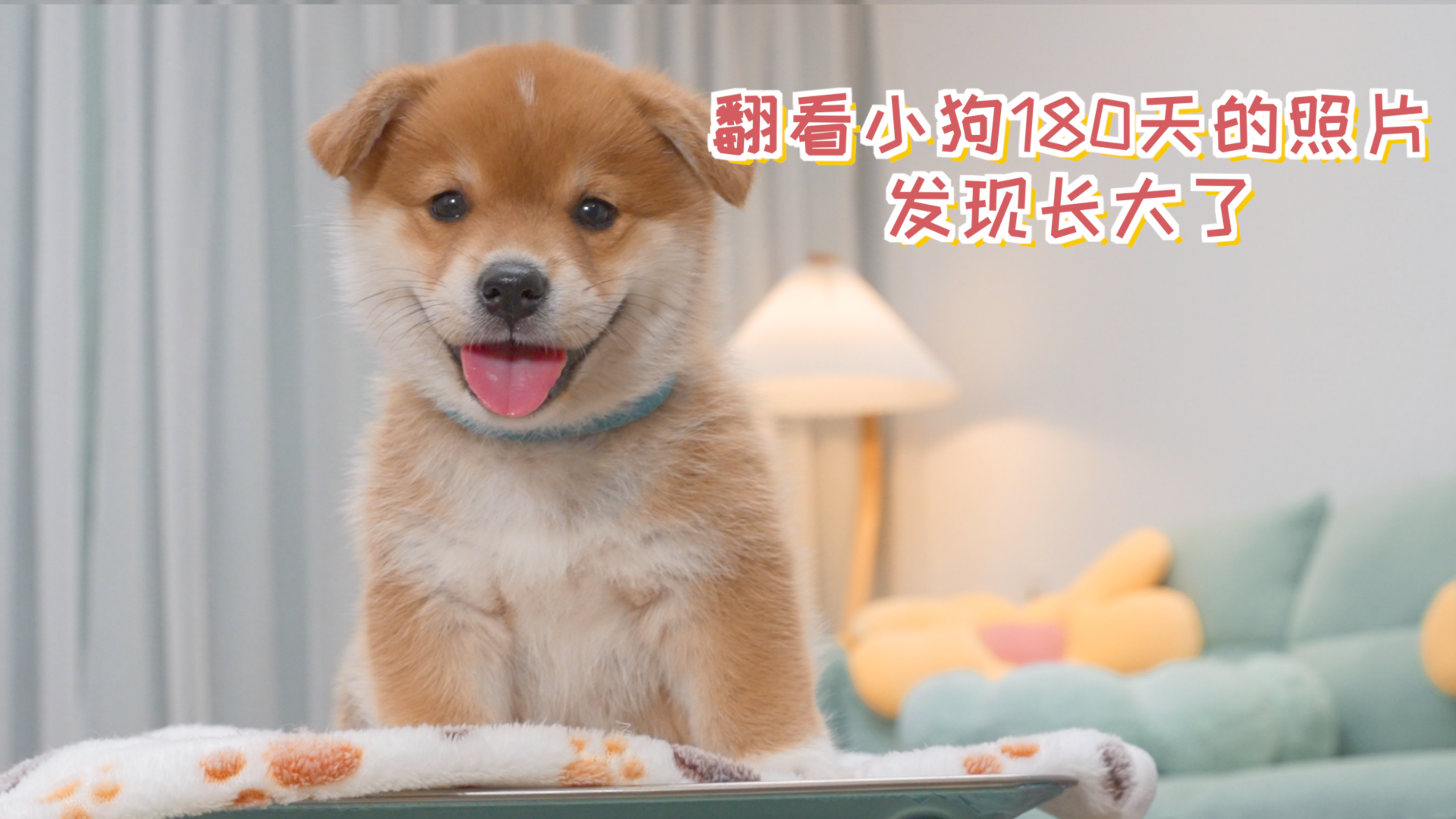 翻看小奶狗180天的每日照片，发现狗子长大了