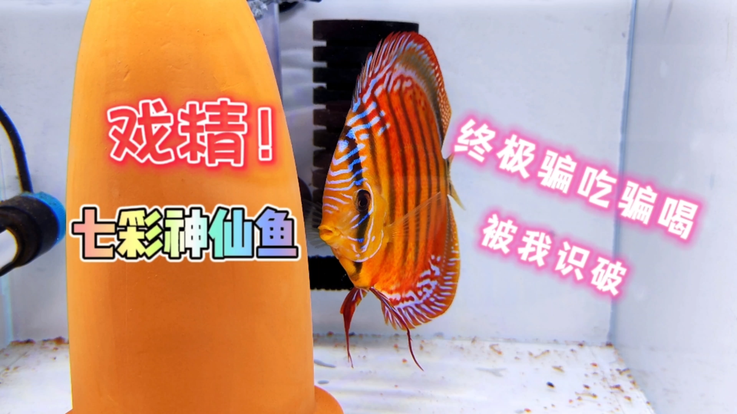 家里养了几条戏精七彩神仙鱼是什么体验?骗吃骗喝第一名!