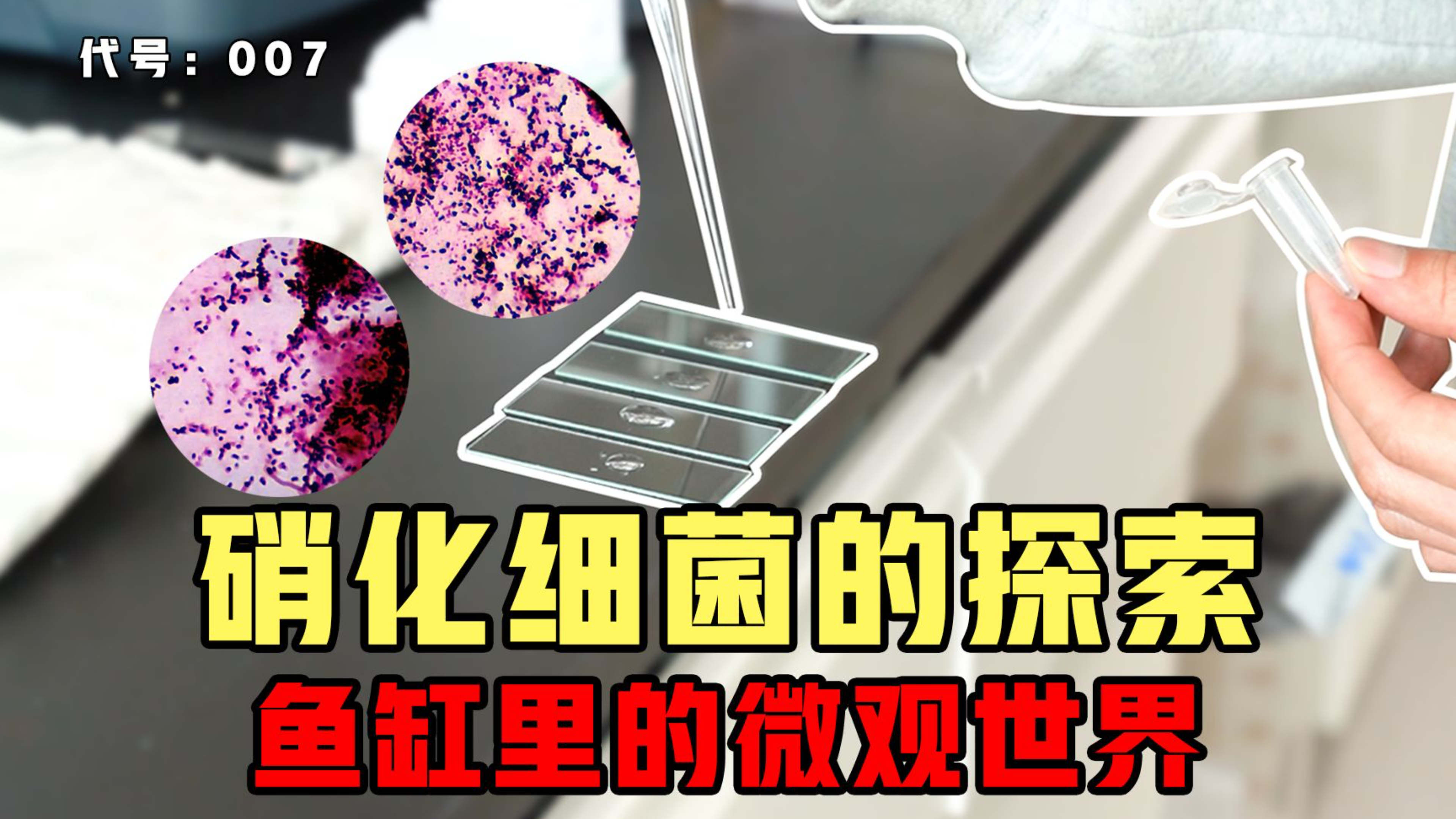 硝化细菌都长什么样?水族养鱼必看