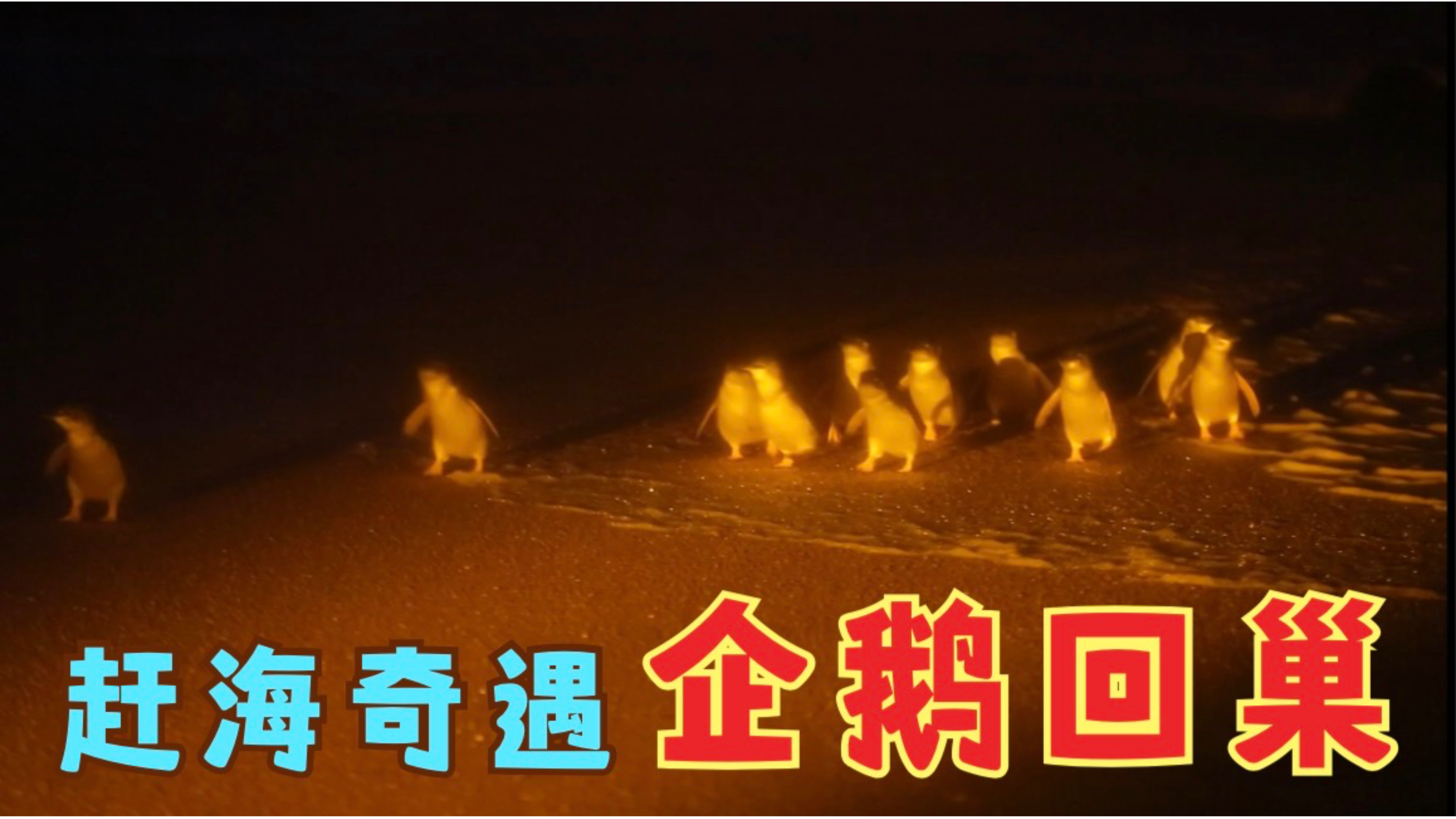 澳大利亚海边蹲守到回巢的企鹅,居然还是一个庞大家族