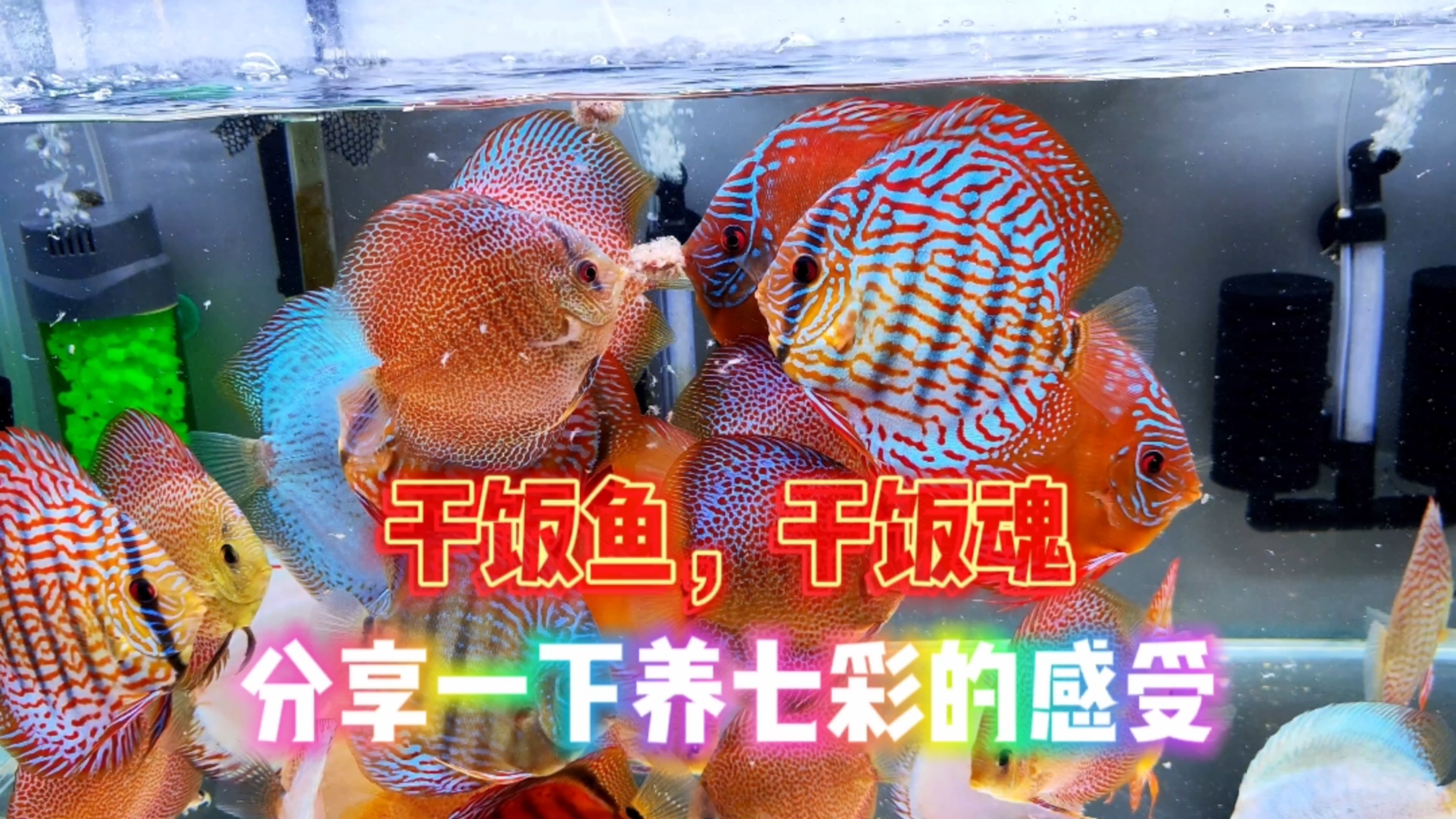 分享一下这几个月来养七彩的感受,有的钱得花,有的钱真不用花!