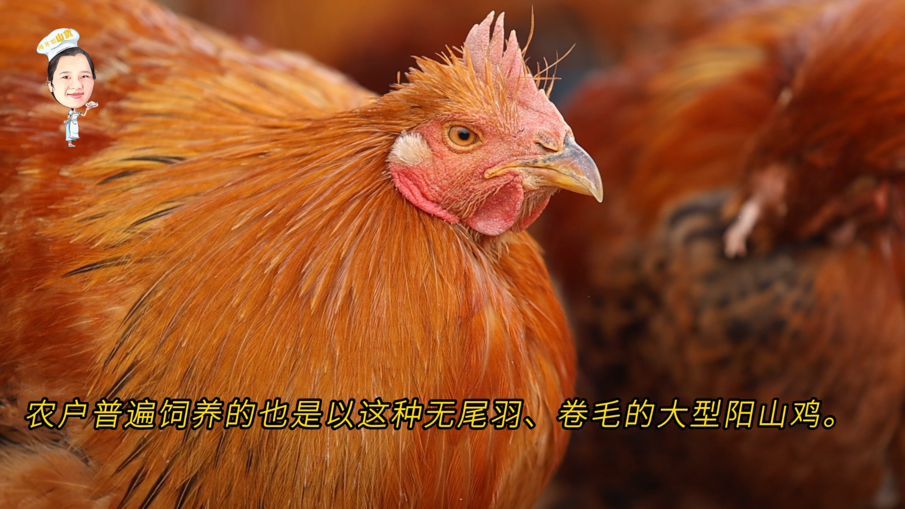 醉香醉醇-满足广东人的阳山鸡