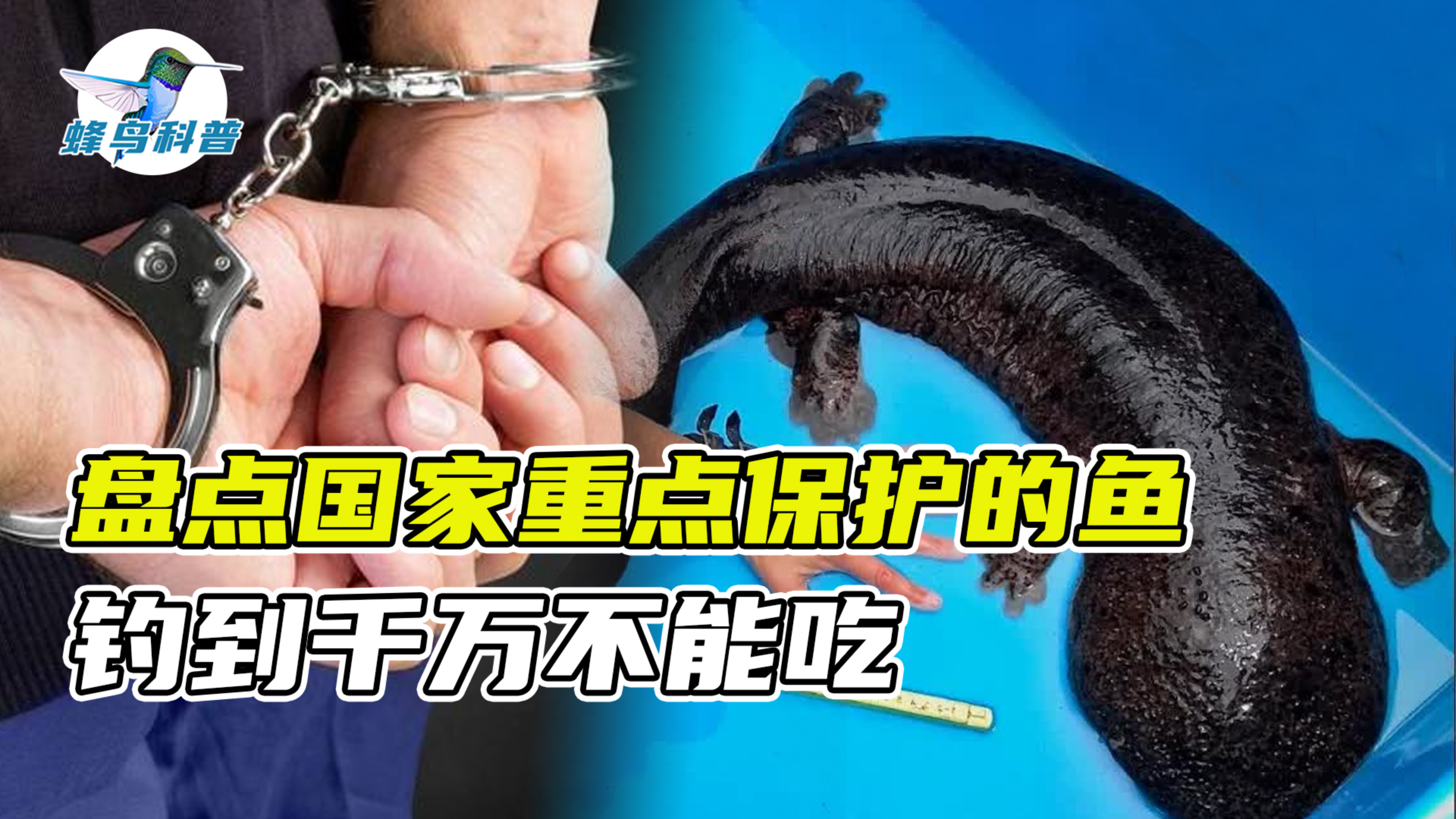 钓到赶紧放生!这些鱼都是国家保护动物,吃一条牢底坐穿