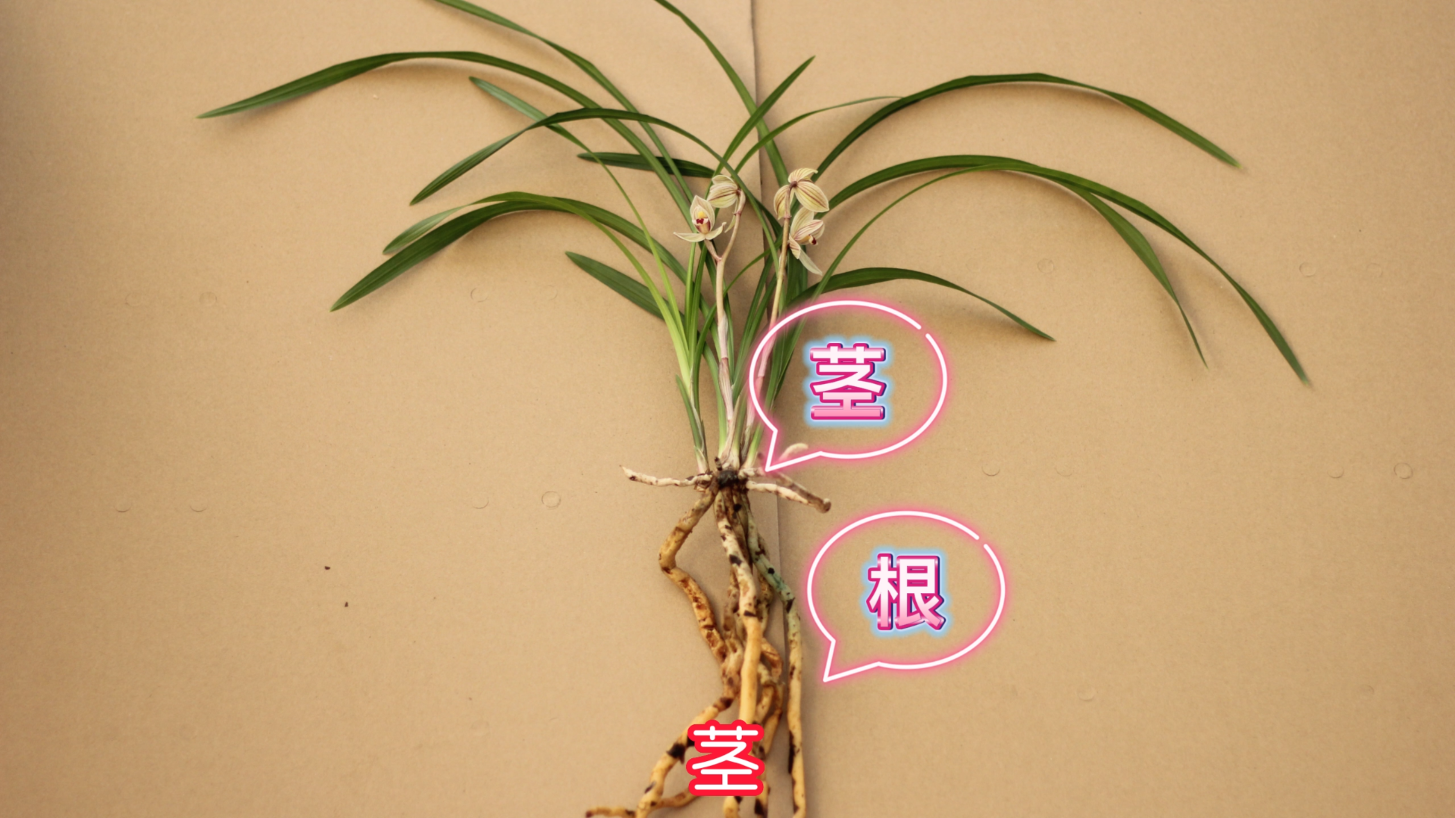 兰花的组成部分和各自功能