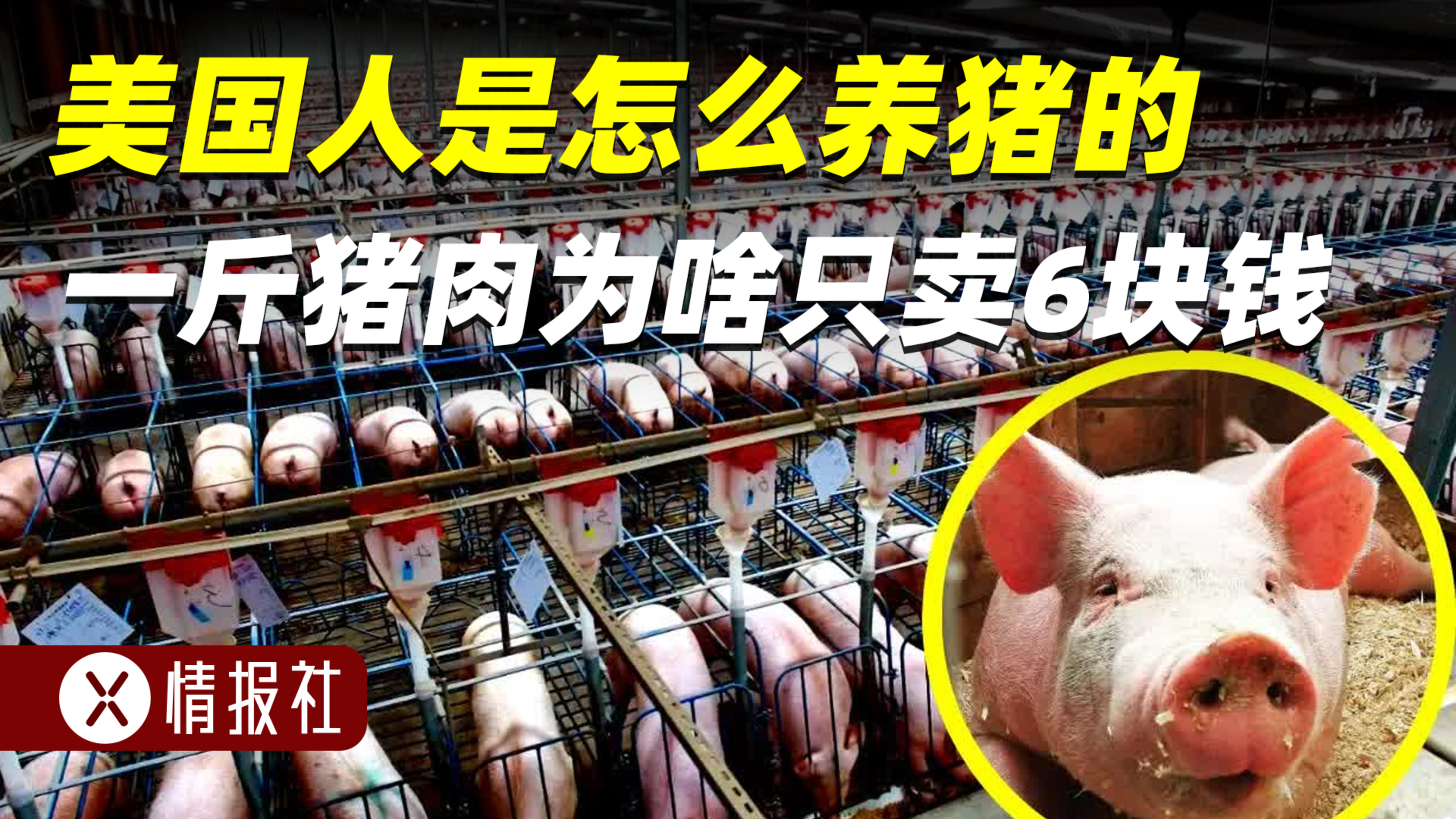 美国猪肉6块一斤,为啥这么便宜?美国人是怎么养猪的?