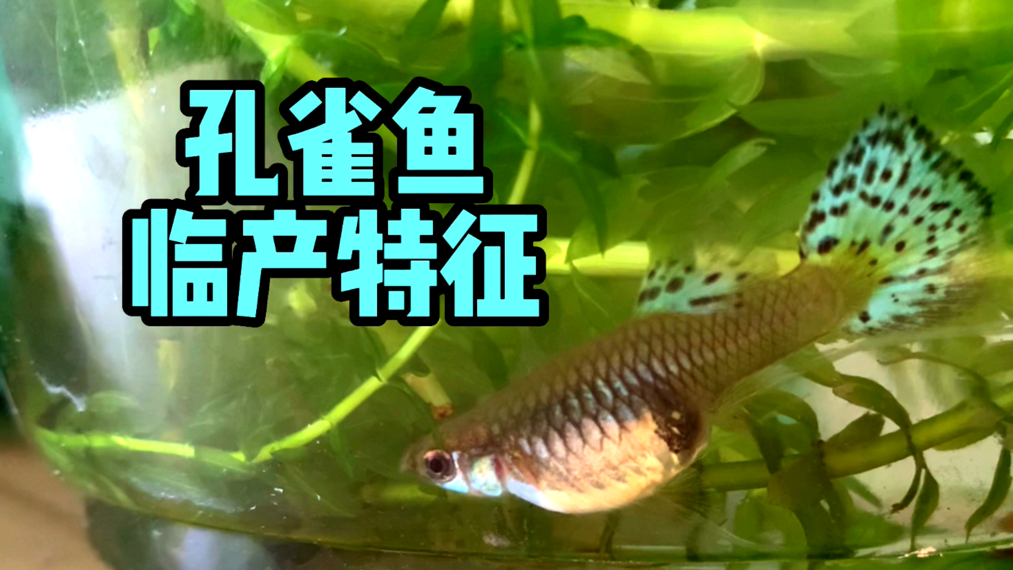 到底是圆了还是方了?从身形判断孔雀母鱼临产