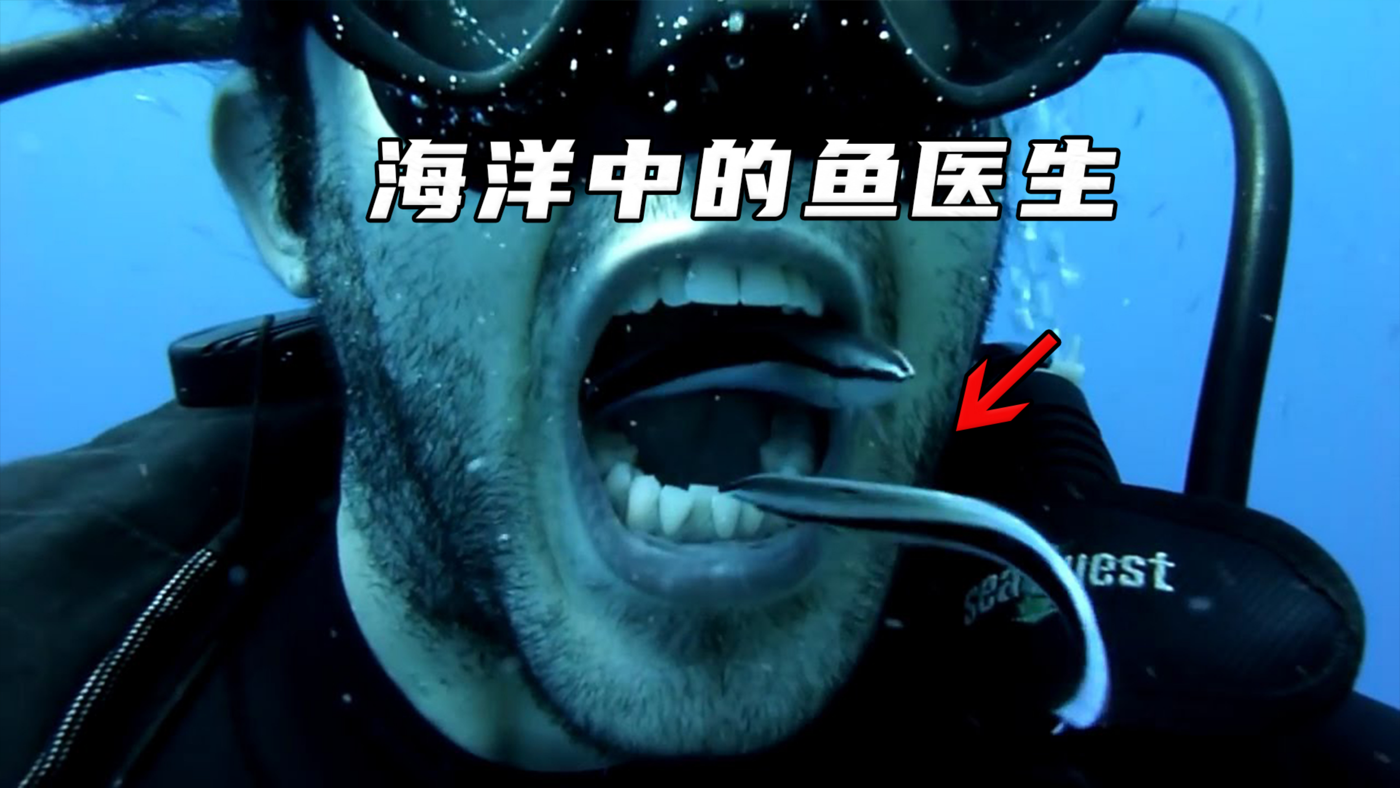 海洋中的鱼医生,又能看病又能做spa,连鲨鱼都找它看牙!
