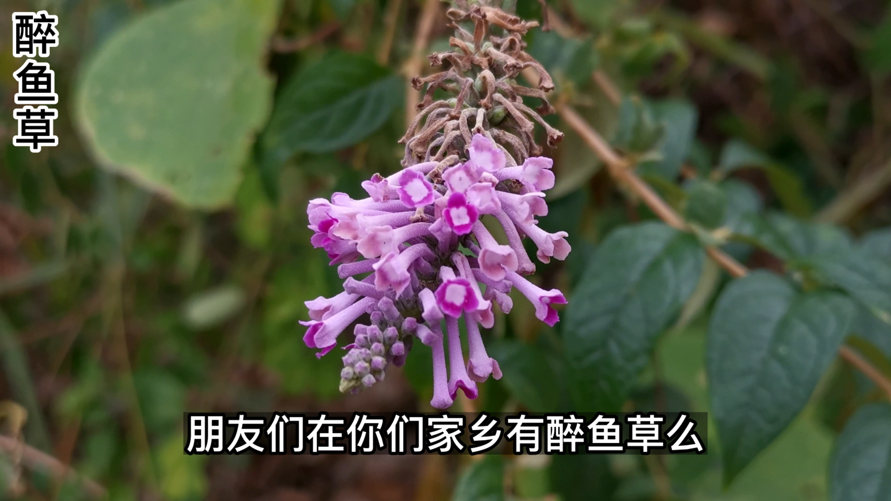 这种植物捣碎投入河中能让鱼醉倒,所以就叫醉鱼草,你认识么