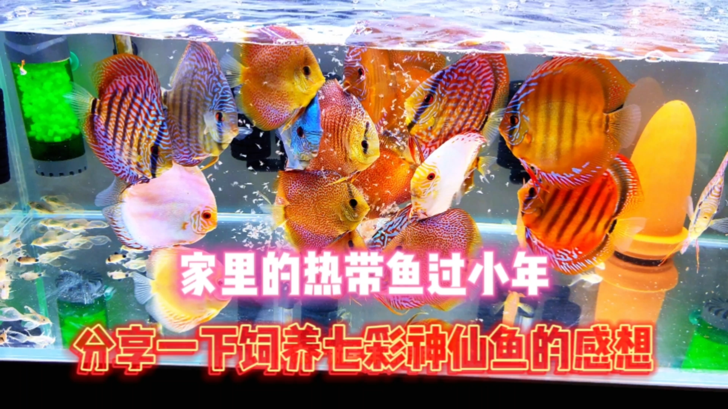 家里的热带鱼过小年!分享一下饲养七彩三个月的感受!