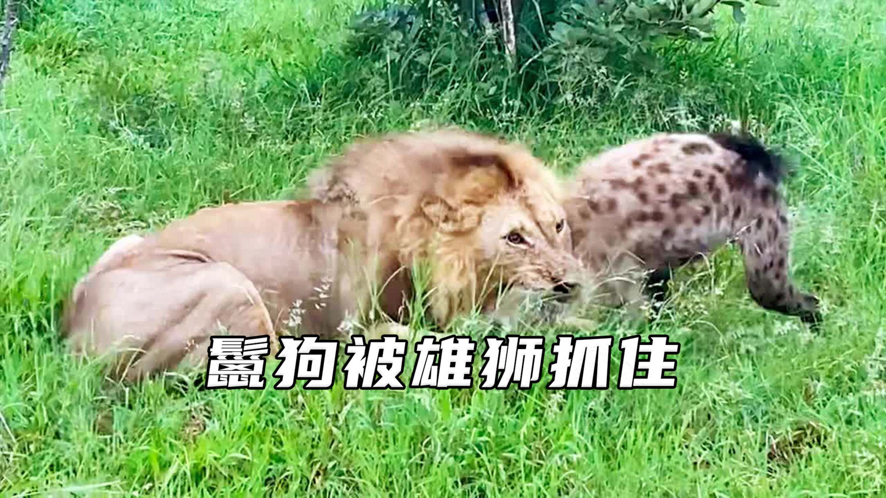 落单鬣狗被雄狮抓住,下场太惨了,鬣狗被咬得嗷嗷叫!