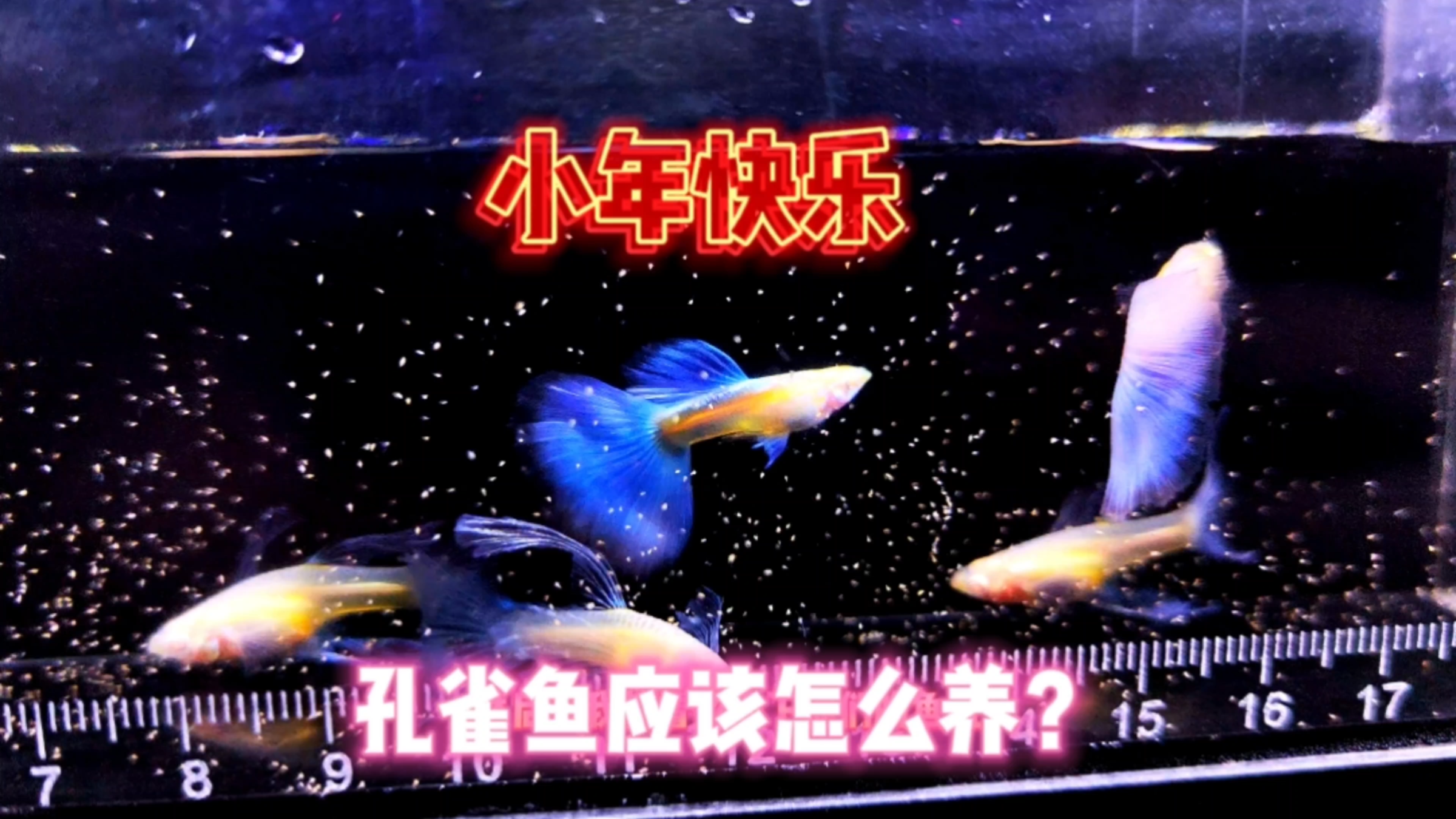 祝大家小年快乐!今天和大家讨论一下,孔雀鱼到底应该怎么养?