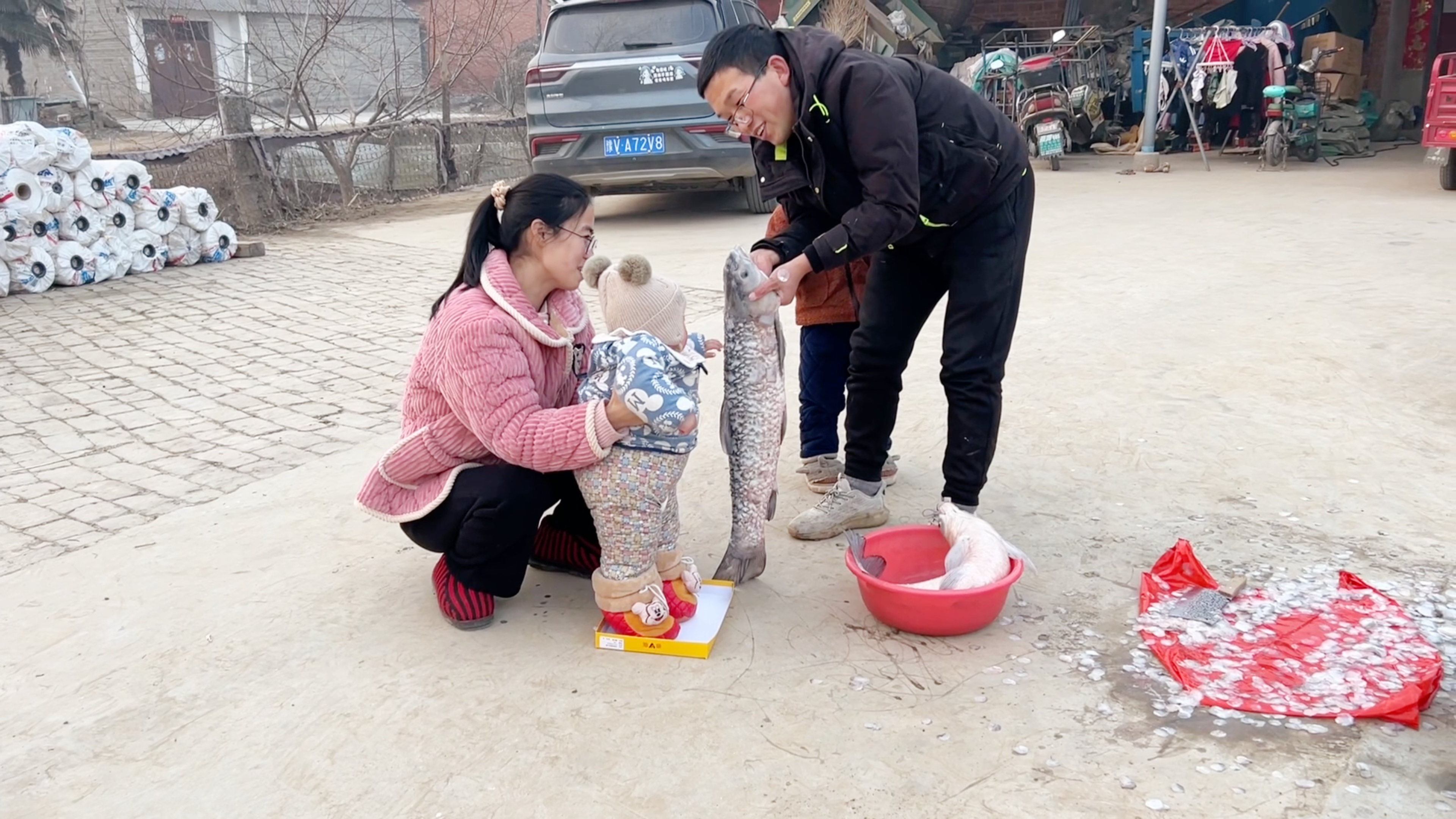 静静花六百多买了6条鱼,大青鱼比二宝还高,小猪急着也想摸摸鱼