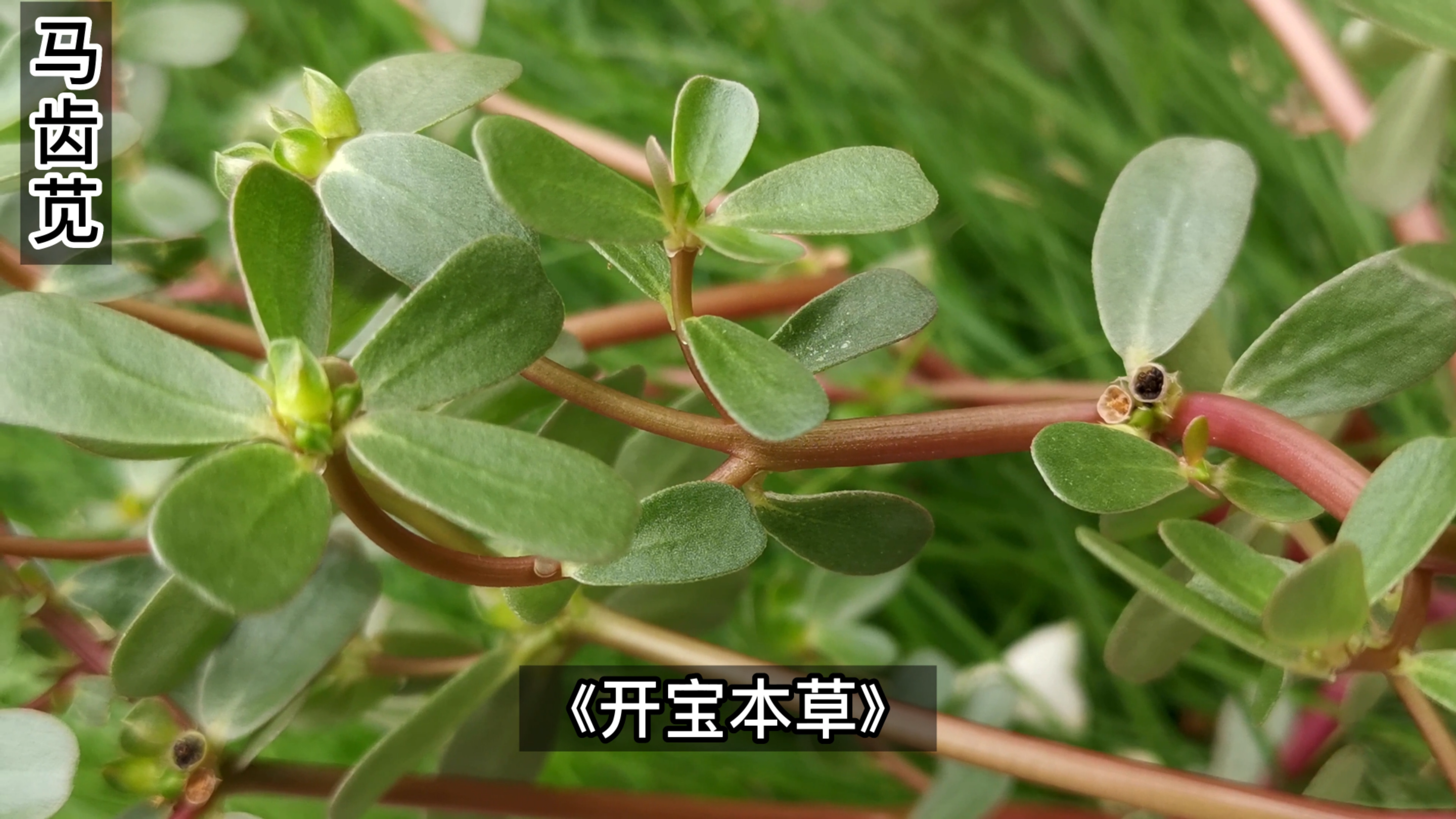 马齿苋味道鲜美,自古就是药食两用的植物,传说跟后羿射日有关