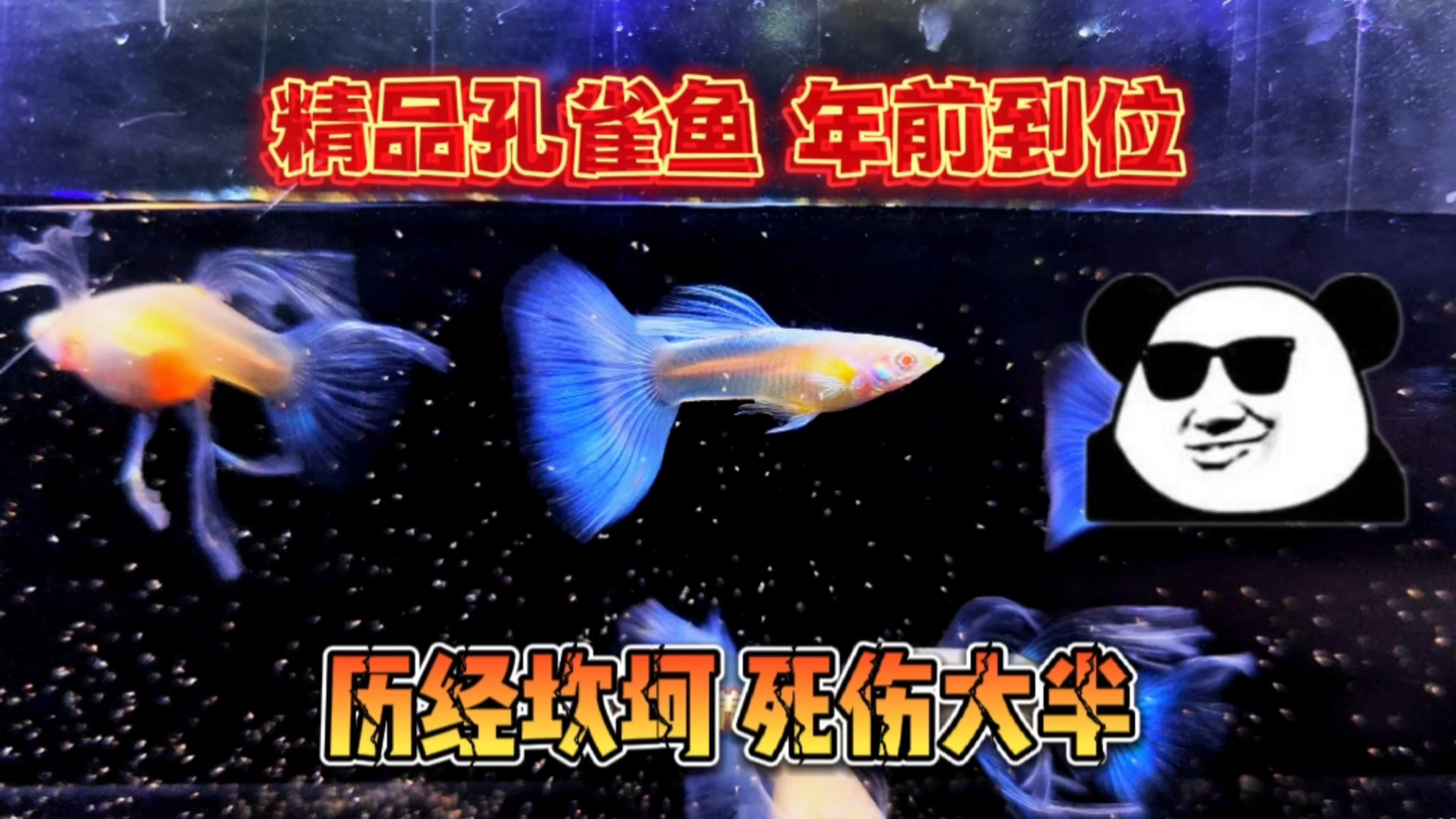 开箱!终于等到了精品的天空蓝孔雀鱼,只可惜快递路上损伤大半!