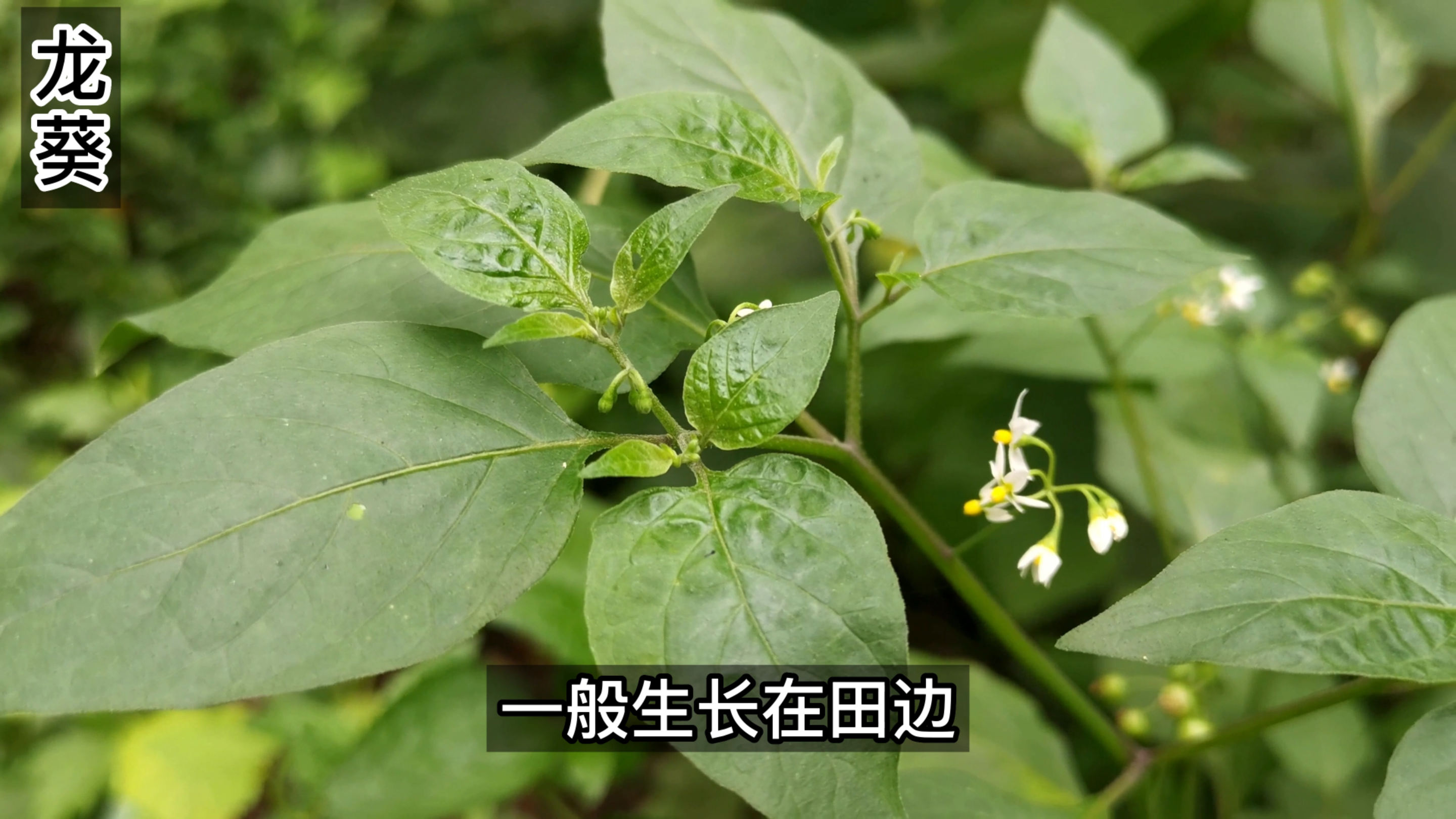 这种外形像辣椒的植物叫龙葵,是一味传统草药,也可以作蔬菜食用