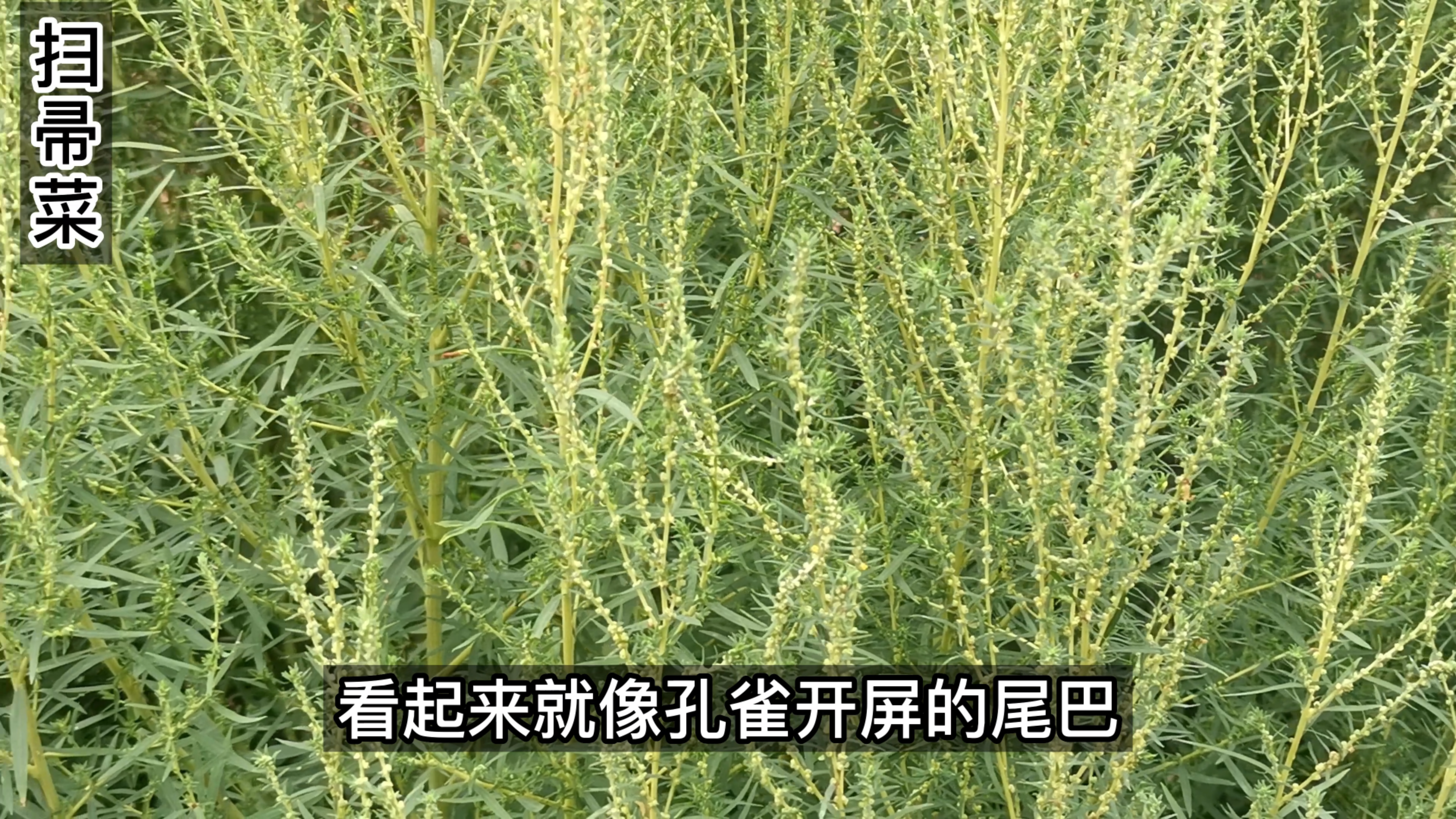 人们都知道扫帚菜是用做扫帚的,很少人知道它的种子是著名药材