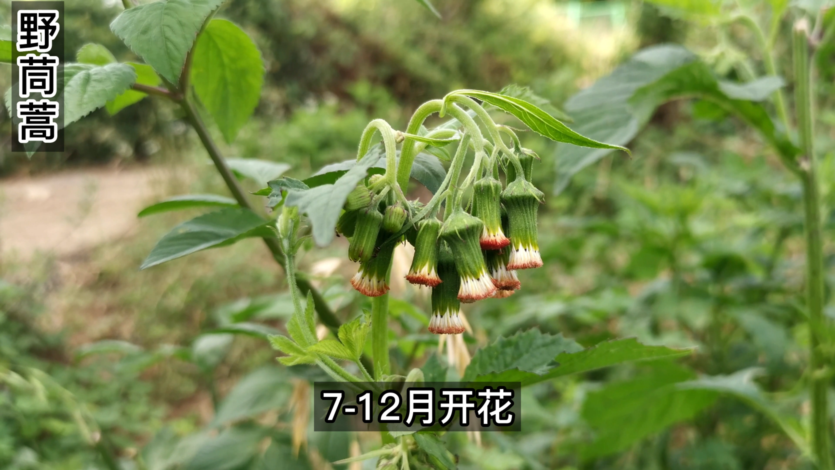 野茼蒿的嫩茎叶可以食用,是极品野菜,有的地方叫它革命菜